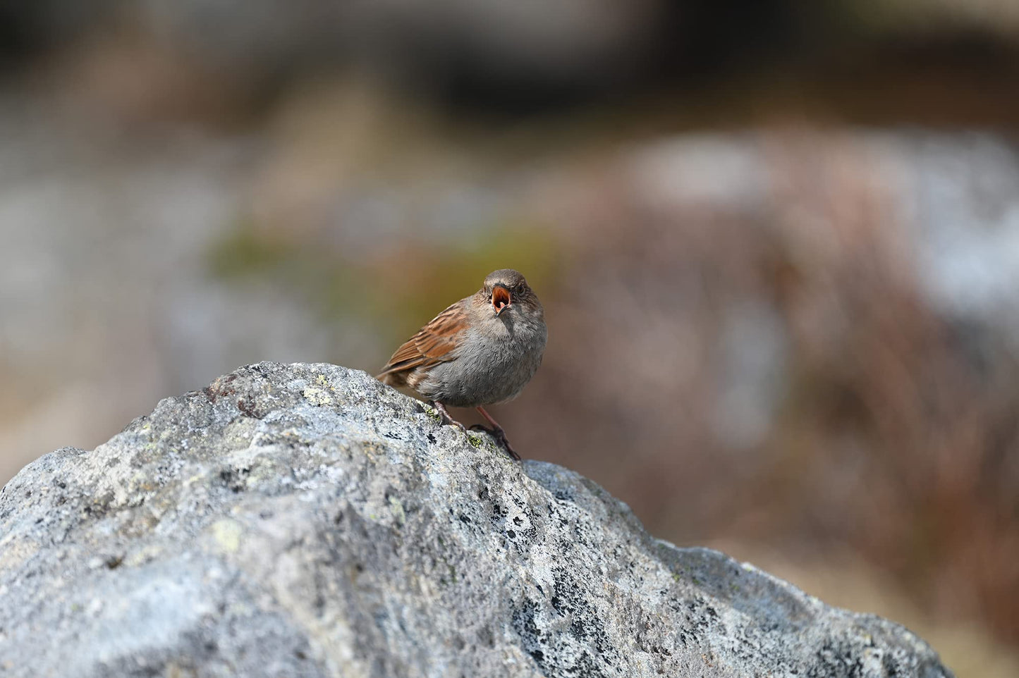 Lente Nikon Z 100-400mm VR S f/4.5-5.6