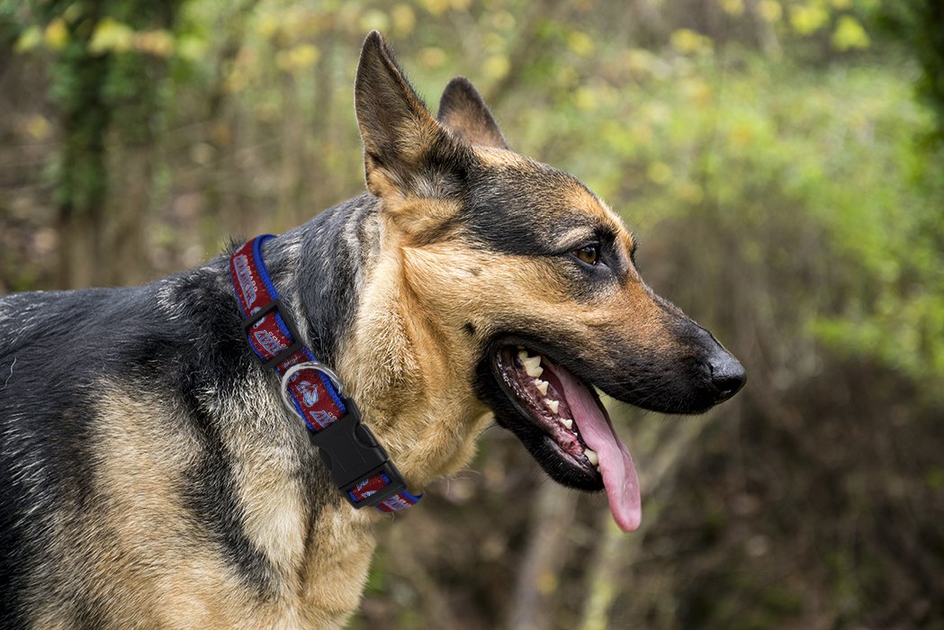 Collar Nailon Mediano Pets First Azul con Hebilla Desenganche rápido para Perro y Gato de la NHL Colorado Avalanche