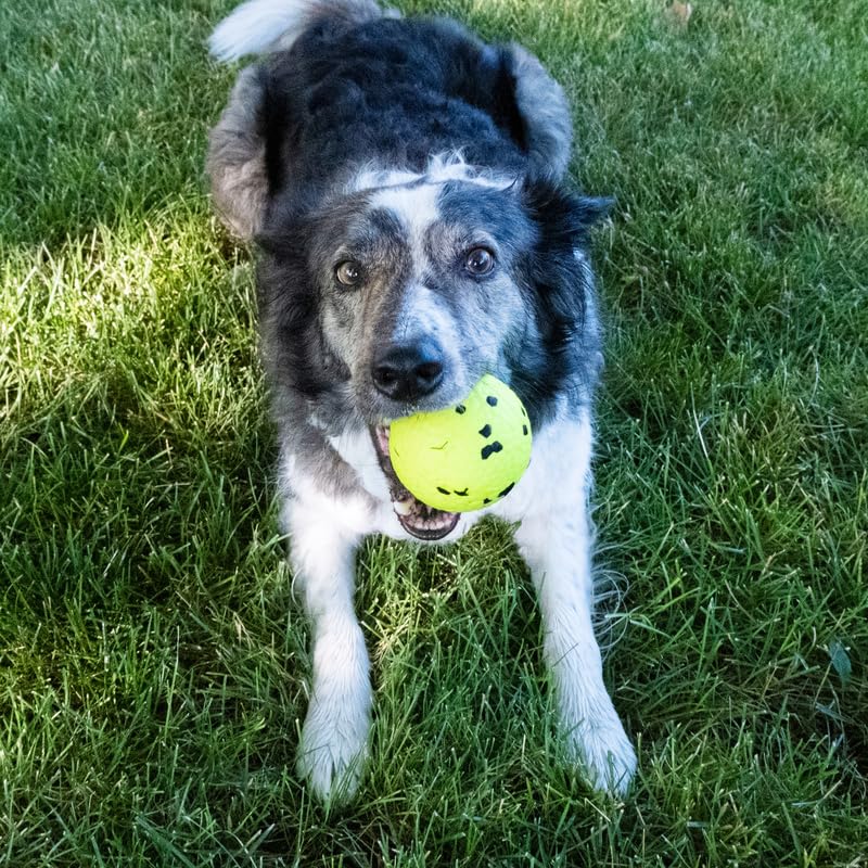 KONG Pelota Reflex Mediana para Perro