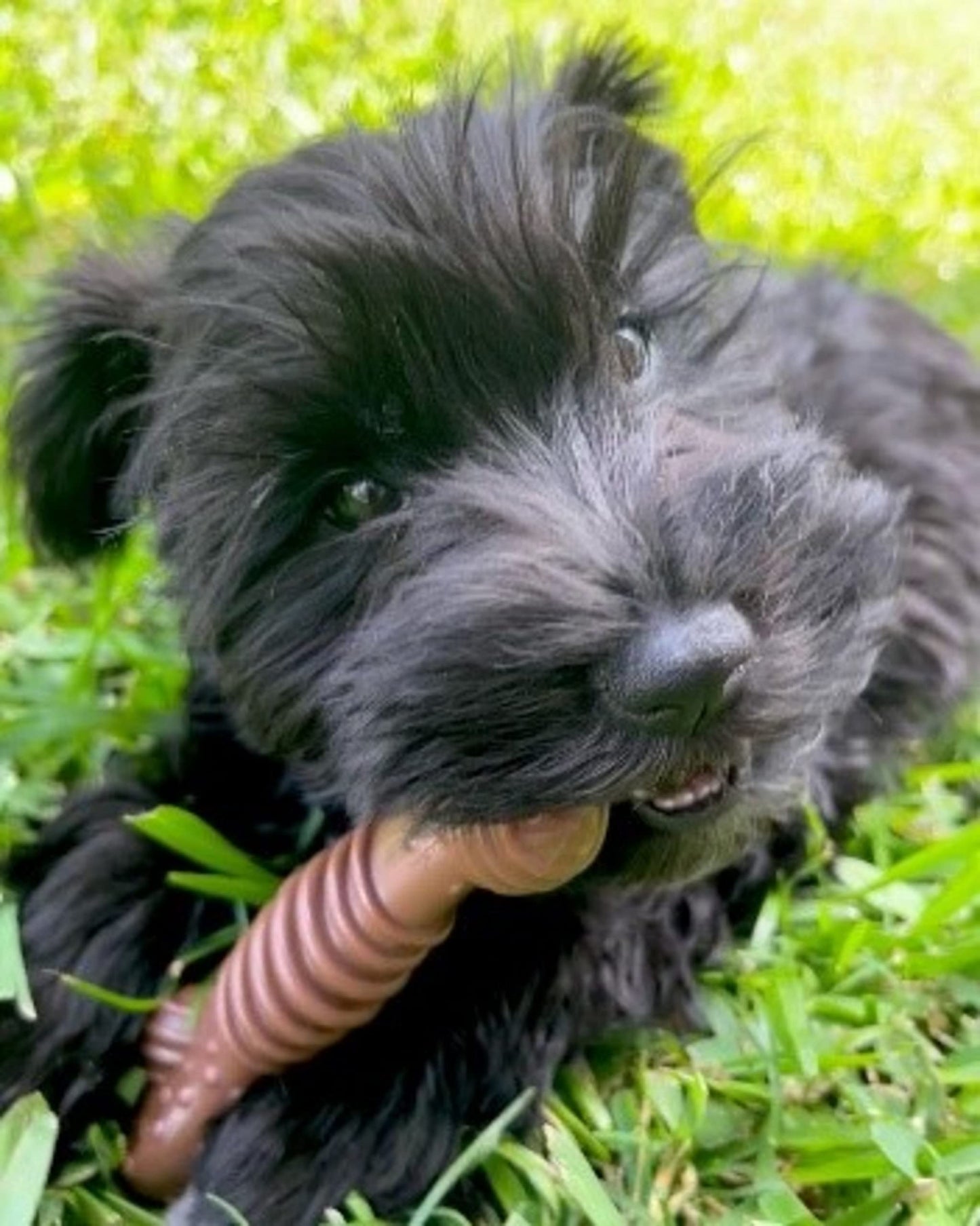 Juguete Masticable Texturizado Nylabone Dura Chew Sabor Hueso Medley Lobo Medio
