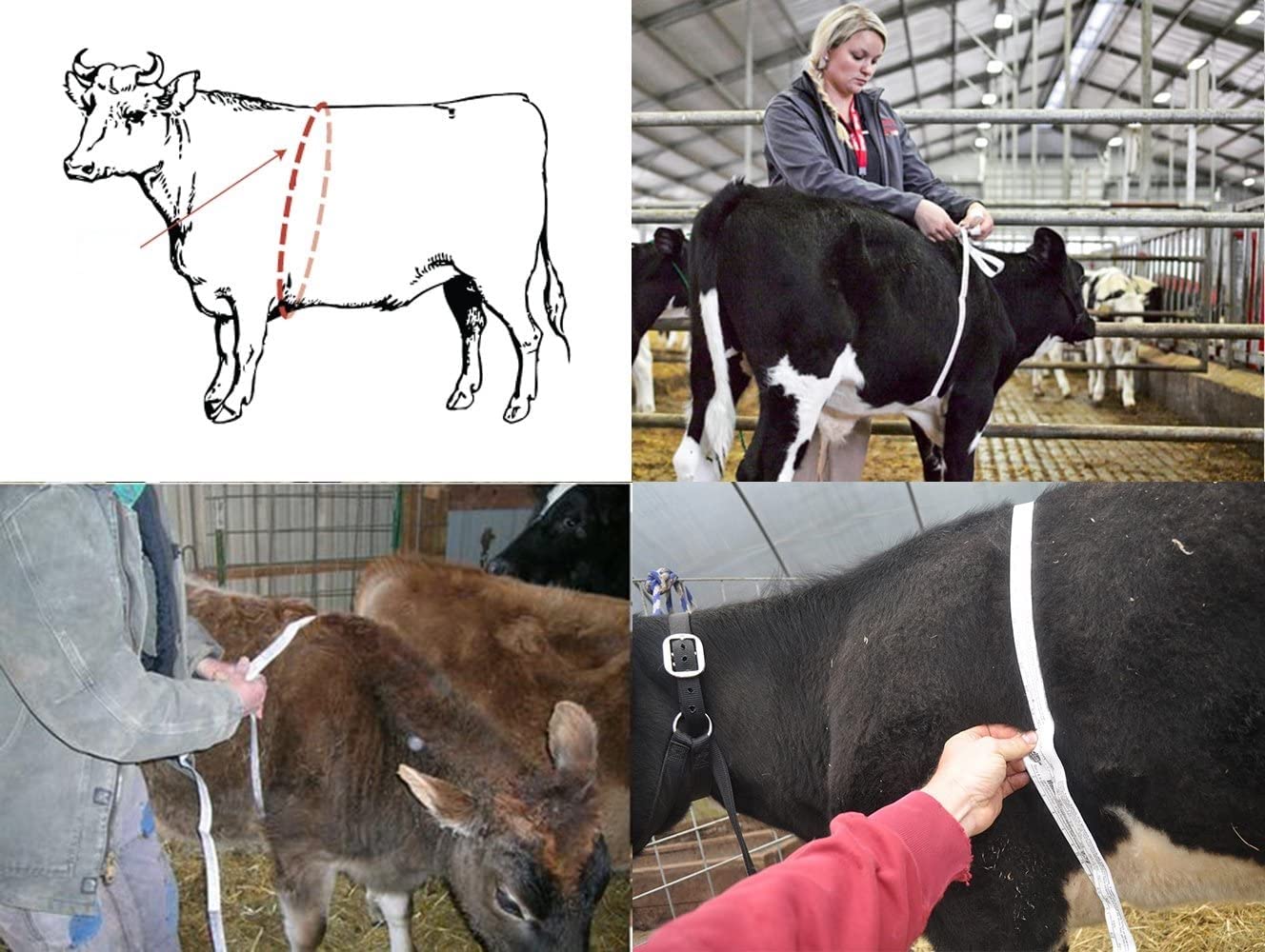 Cinta métrica de peso corporal de ganado de 2,5 m, regla de contraste de peso de busto portátil, equipo agrícola para peso corporal de ganado animal