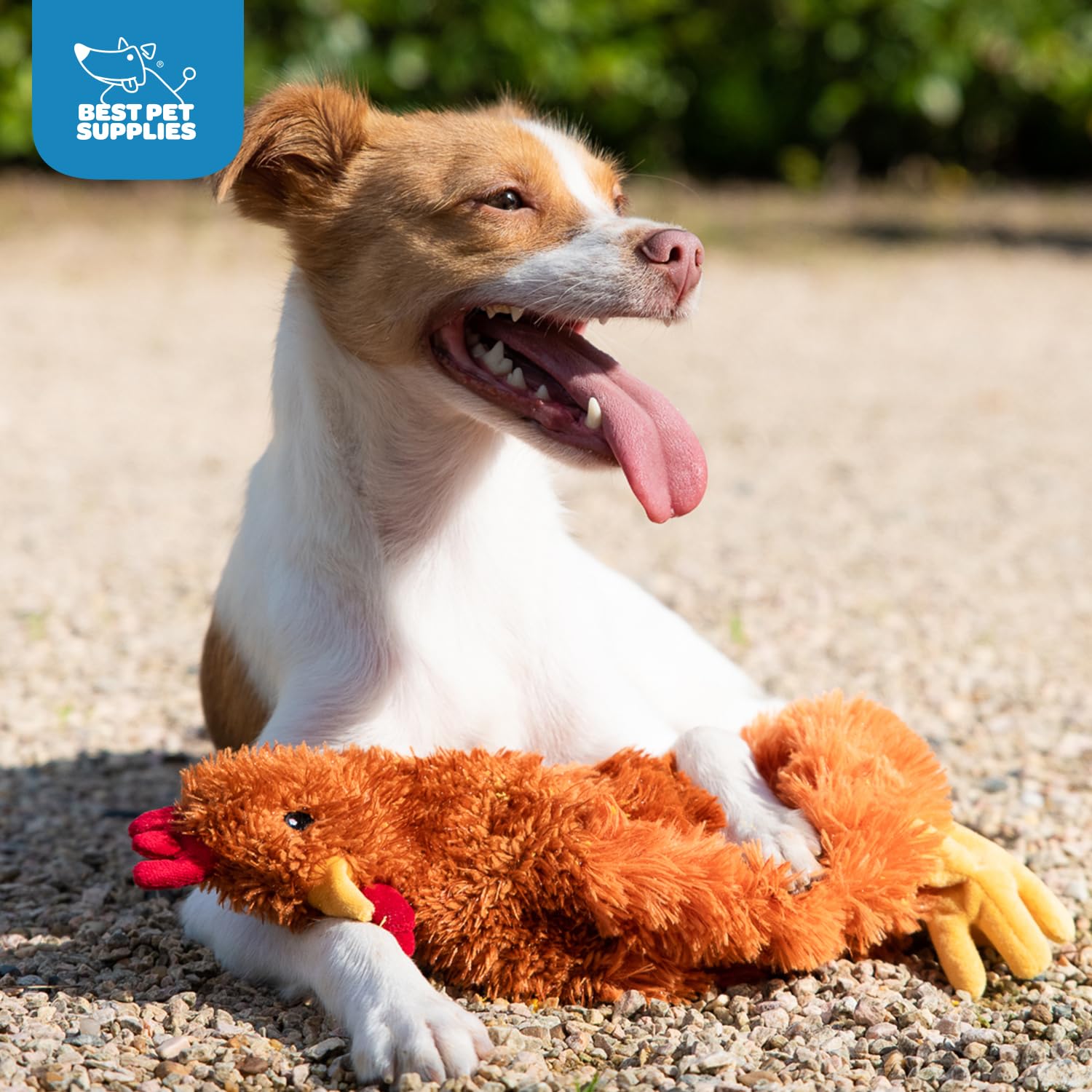 Best Pet Supplies - Juguetes de Peluche para Perros de Pollo Arrugado para Juegos interactivos, Cachorros y Adultos Mayores, Forma de Juguete de Pollo Colorido, Lindo y mimoso, Pollo Arrugado (café)