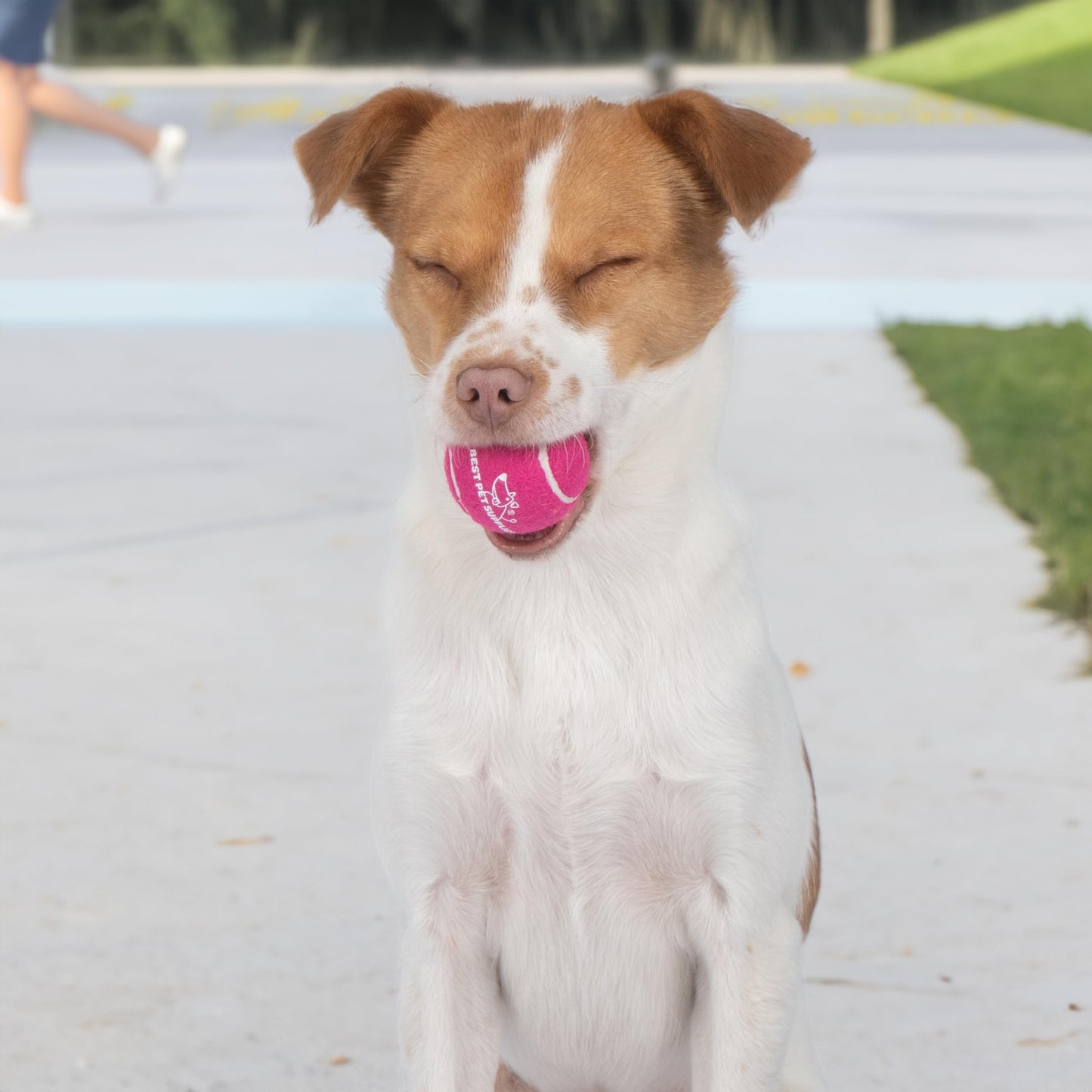Best Pet Supplies - Pelotas de Tenis chirriantes para Perros, Paquete de 4, Juguetes interactivos de Alta Resistencia para lanzar y Buscar, apoya el Ejercicio y el Entrenamiento de Comportamiento