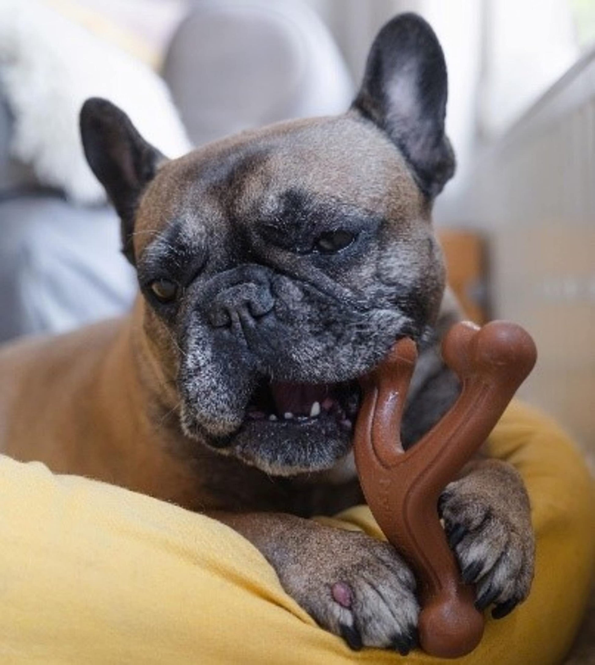 Juguete para Perro Nylabone Bisonte Ergonómico y Resistente para Perros Adultos Grandes/Gigantes