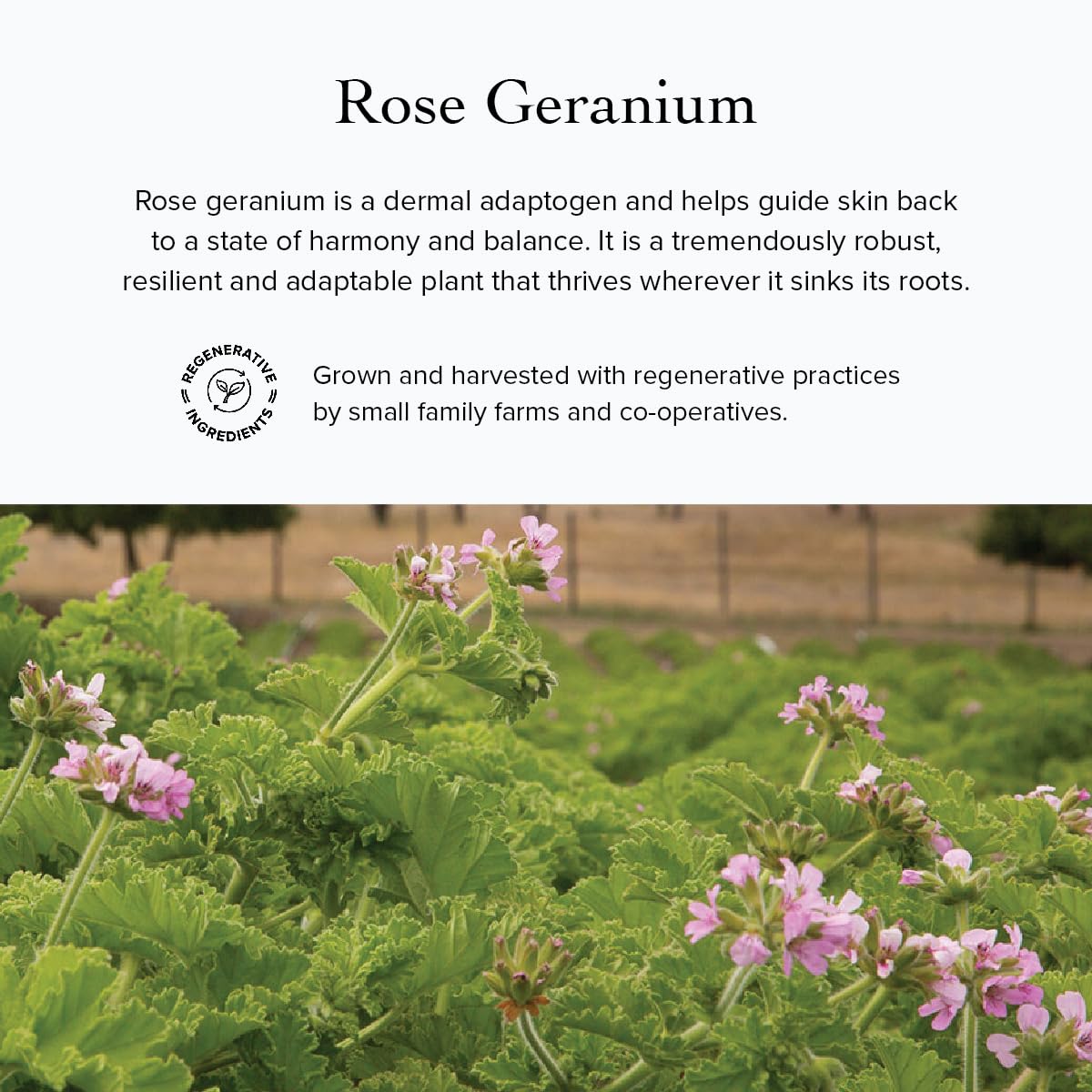 Evan Healy Rosehip Treatment Facial Oil - Rose 0.5oz oil by evanhealy