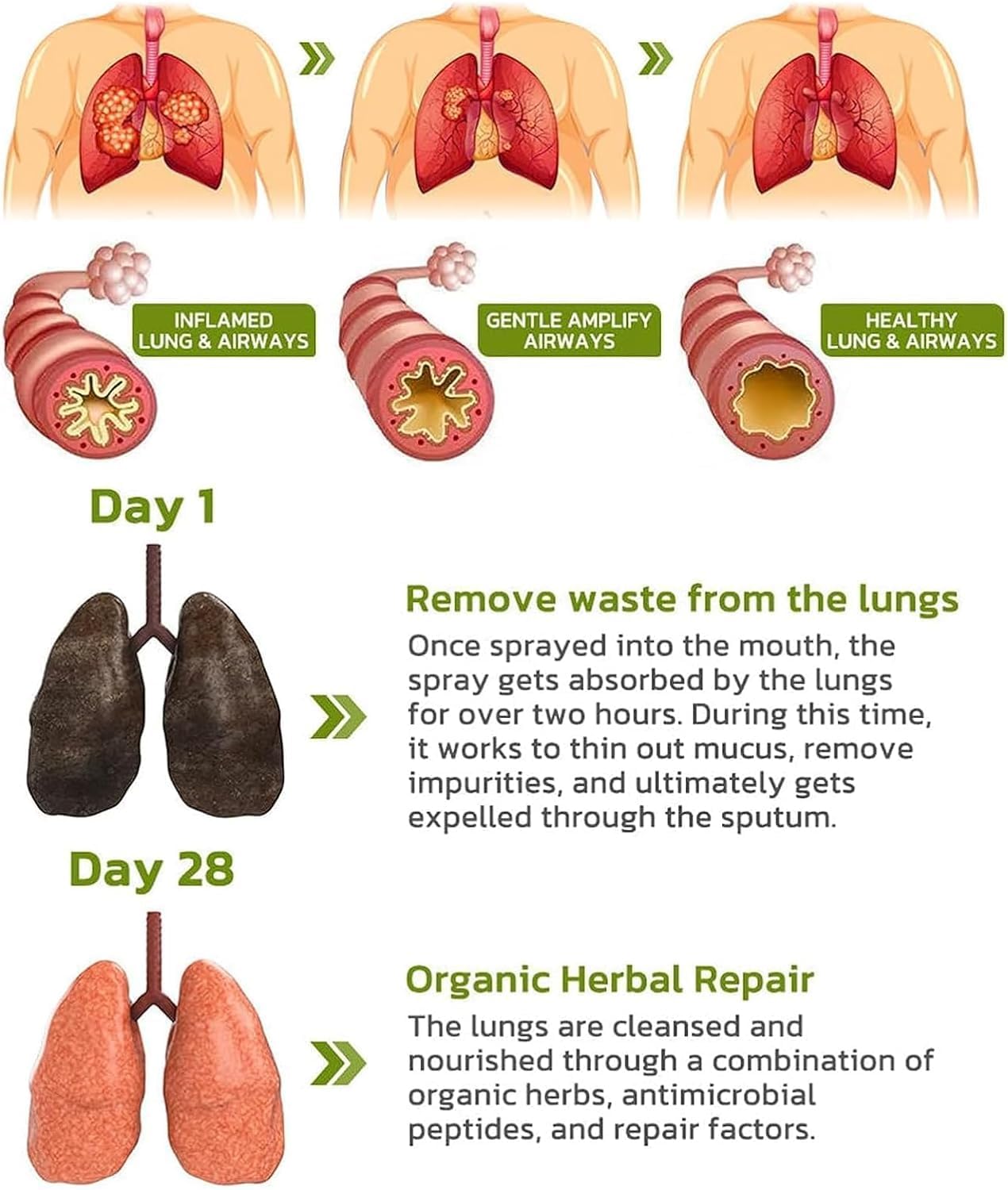 Poderoso Spray Herbal para limpieza pulmonar de 30ml - Apoyo Pulmonar Potente - (3 unidades)