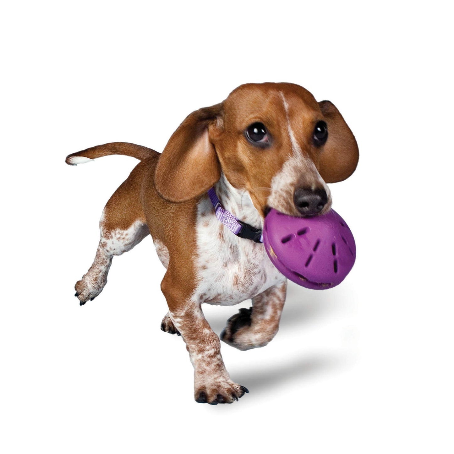Juguete Dispensador de Dulces PetSafe Púrpura para Perros Pequeños