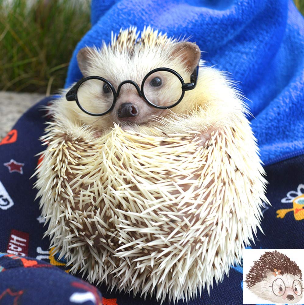HAICHEN TEC 3 Lentes de Montura Redonda de Erizo, para Erizo, ratón, hámsteres, Juguete de Animales pequeños, Regalo para sesión de Fotos, Accesorio de Ropa para Mascotas (2.16 Pulgadas)