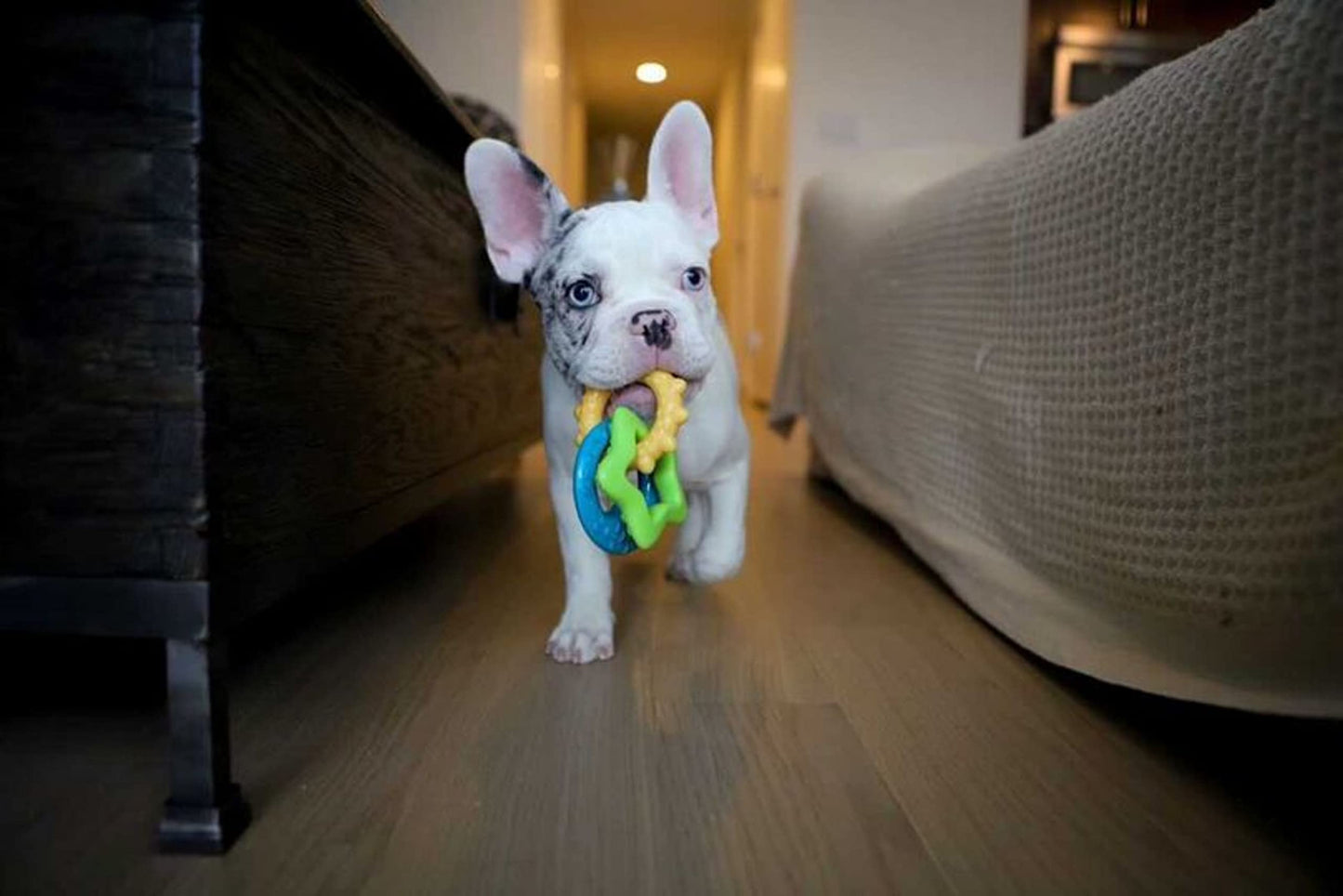 Juguete de Masticar para Cachorros Nylabone Puppy Dog para la Dentición