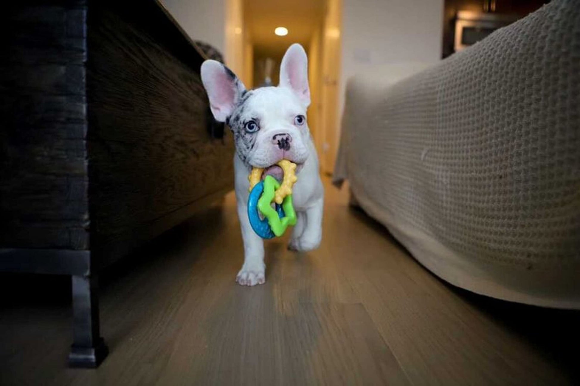 Juguete de Masticar para Cachorros Nylabone Puppy Dog para la Dentición