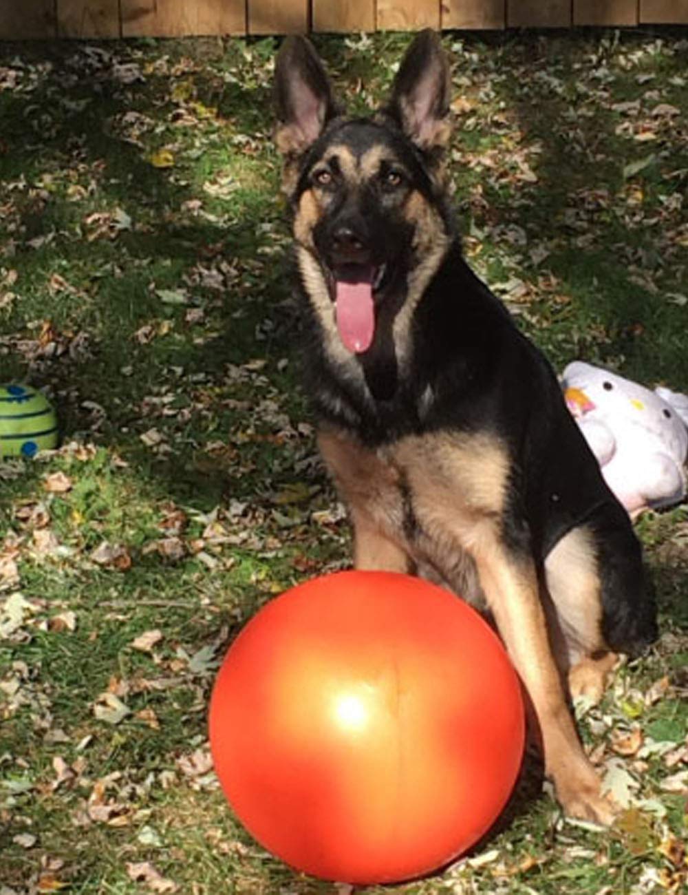 Bola Indestructible para Perro Doggie Dooley Plástico Duro Variada