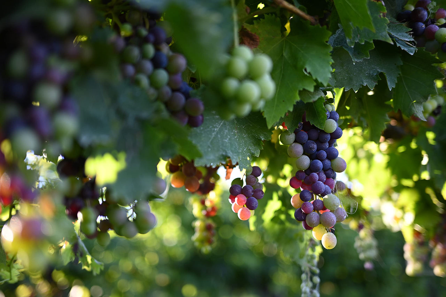 Lente Nikon 40mm f/2 Z