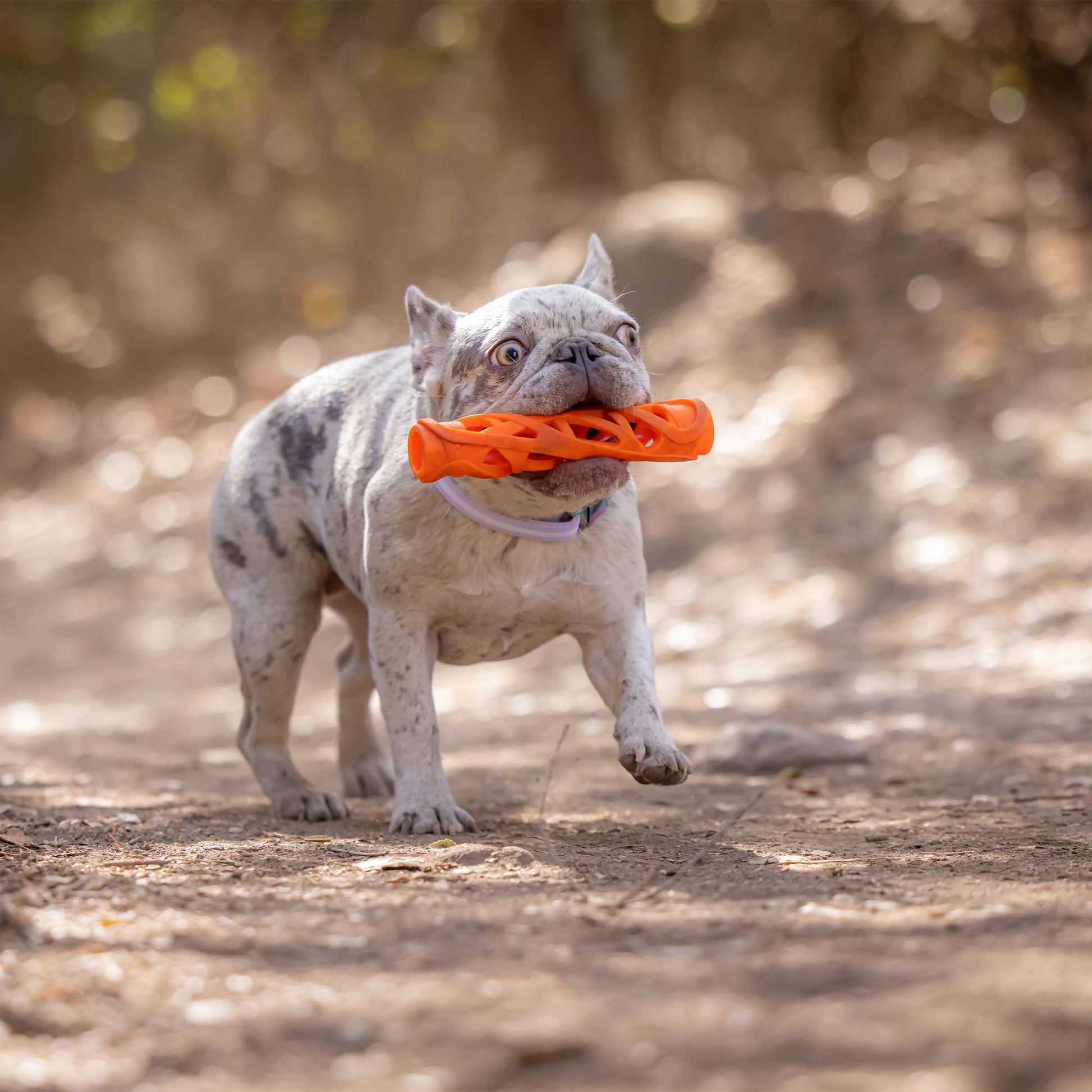 Chuckit! Air Fetch Stick Juguete para Perro, Grande (Naranja)