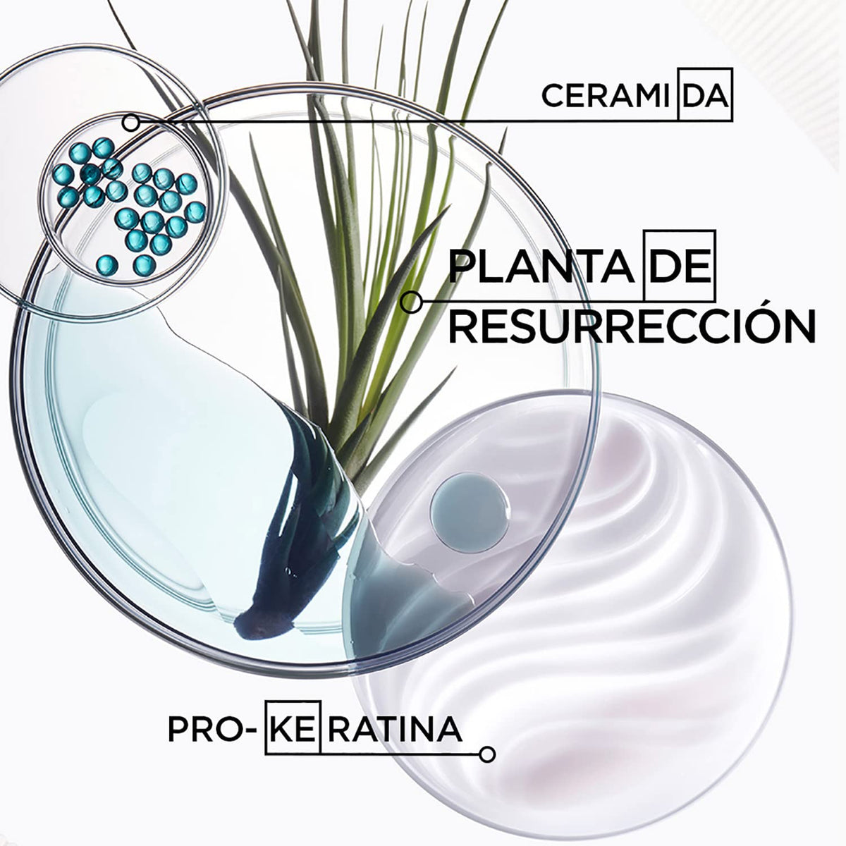 KÉRASTASE Bain Force Architecte | Shampoo reconstructor y fortalecedor | Previene el quiebre del cabello y las puntas abiertas | Con Pro-Keratina y Ceramidas | 250ml