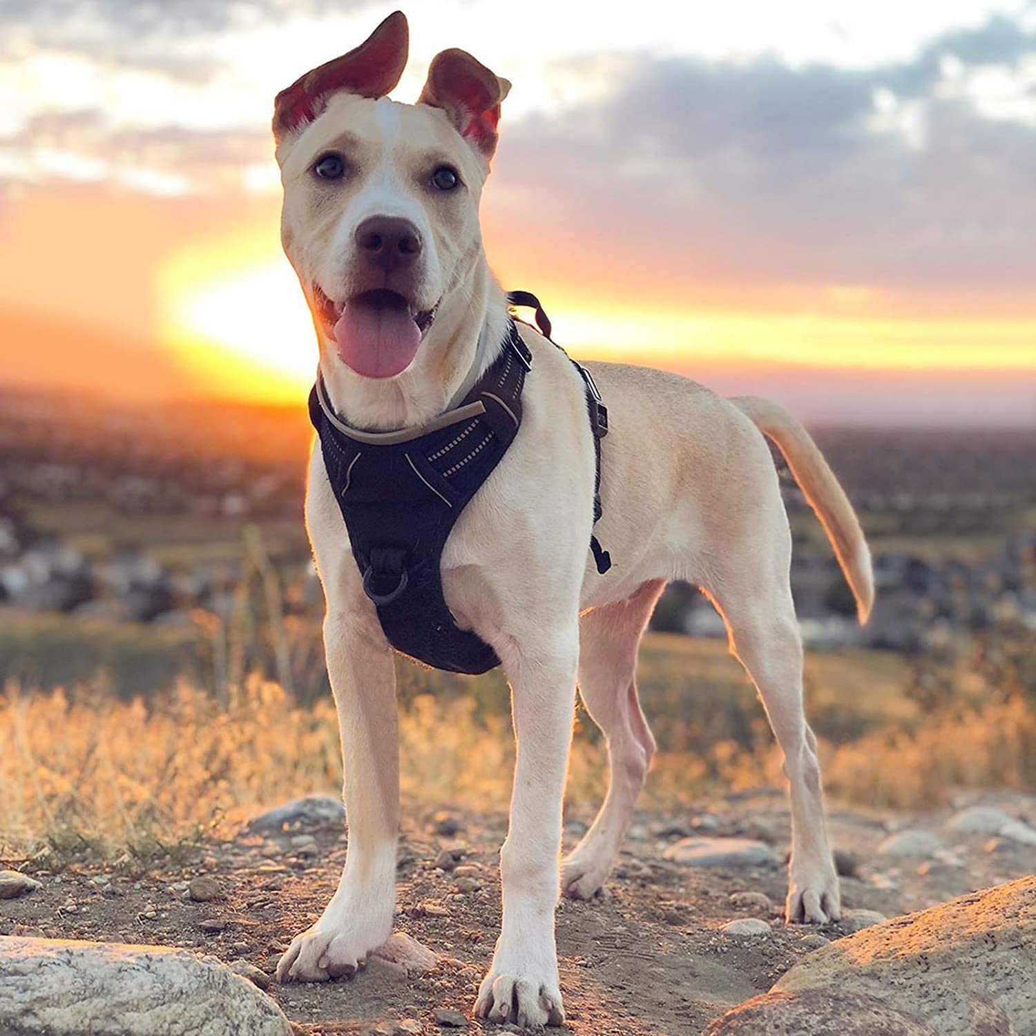 Arnés para Perro Rabbitgoo Negro XL con Líneas Reflectantes y Chaleco Acolchado Ajustable