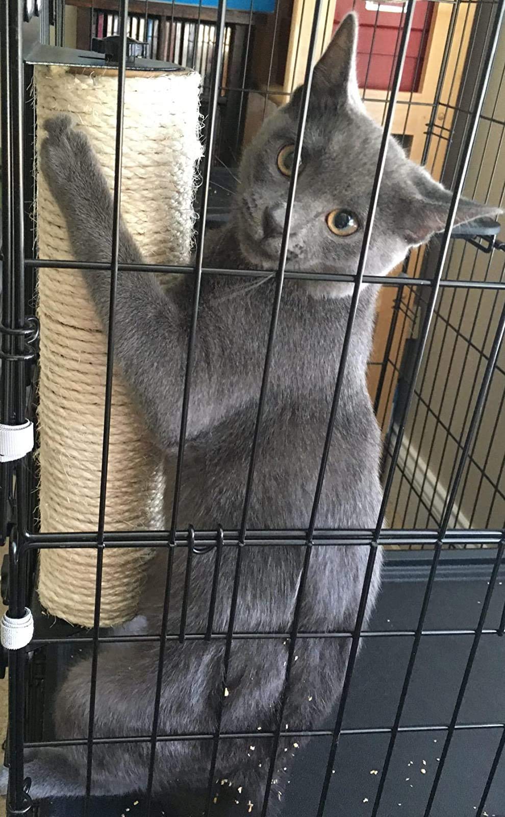 Rascador para Gatos ZFBIRD Beige Ahorro de Espacio para Moler Garras y Escalar