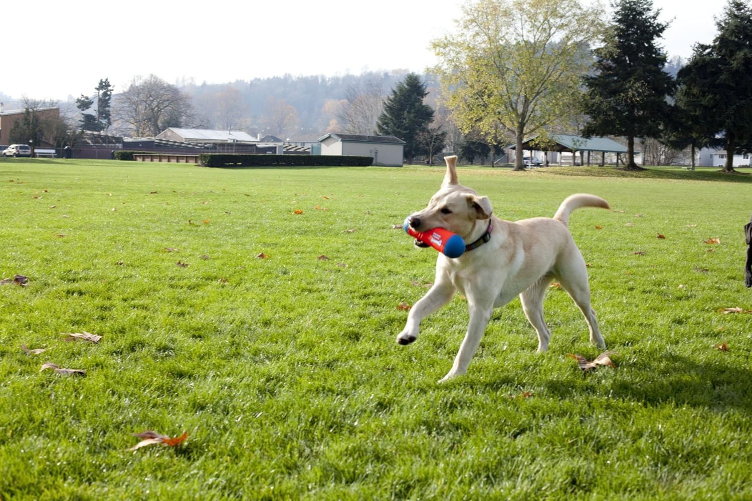 Chuckit! Tumble Bumper Toy for Dogs, Large