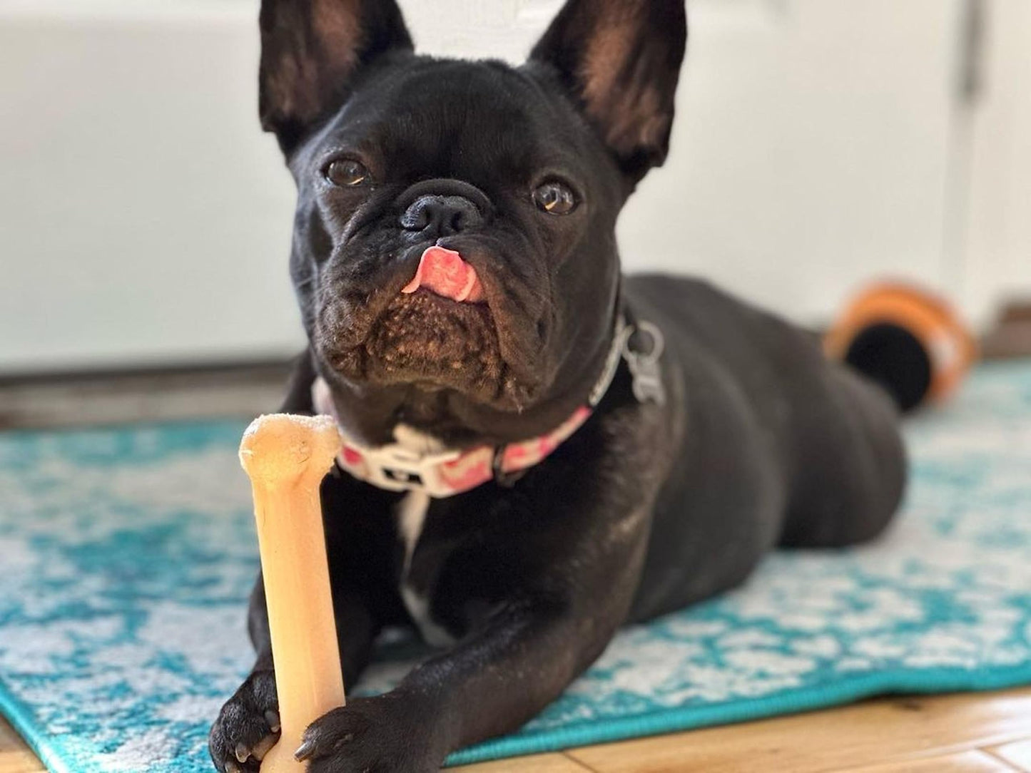 Juguete Masticable para Perros Nylabone Original Saborizado Dura Chew Regular