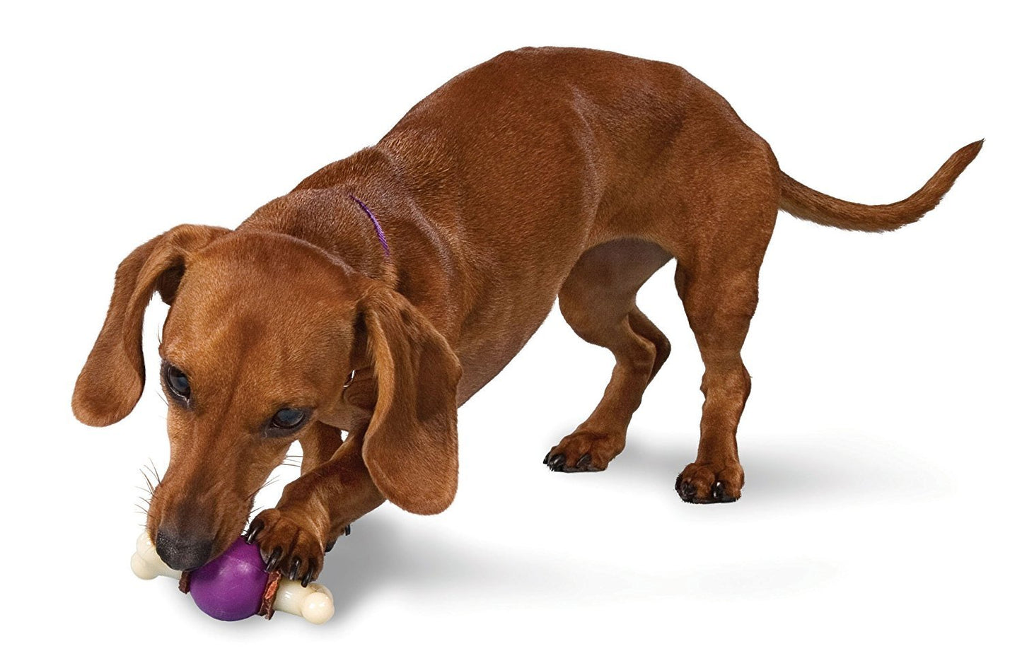 Juguete para Perros PetSafe Busy Buddy Bouncy Bone Pequeño