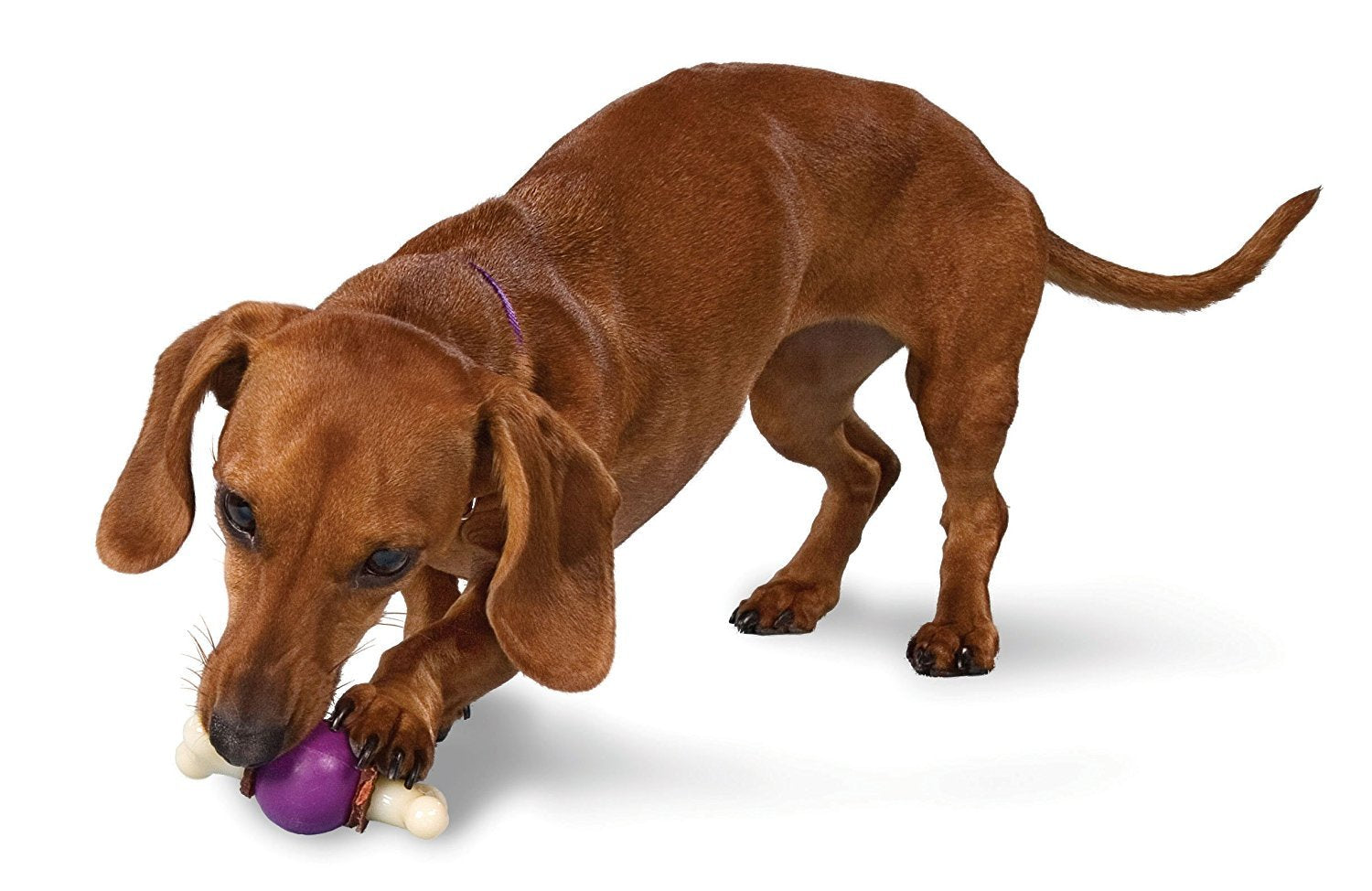 Juguete para Perros PetSafe Busy Buddy Bouncy Bone Pequeño