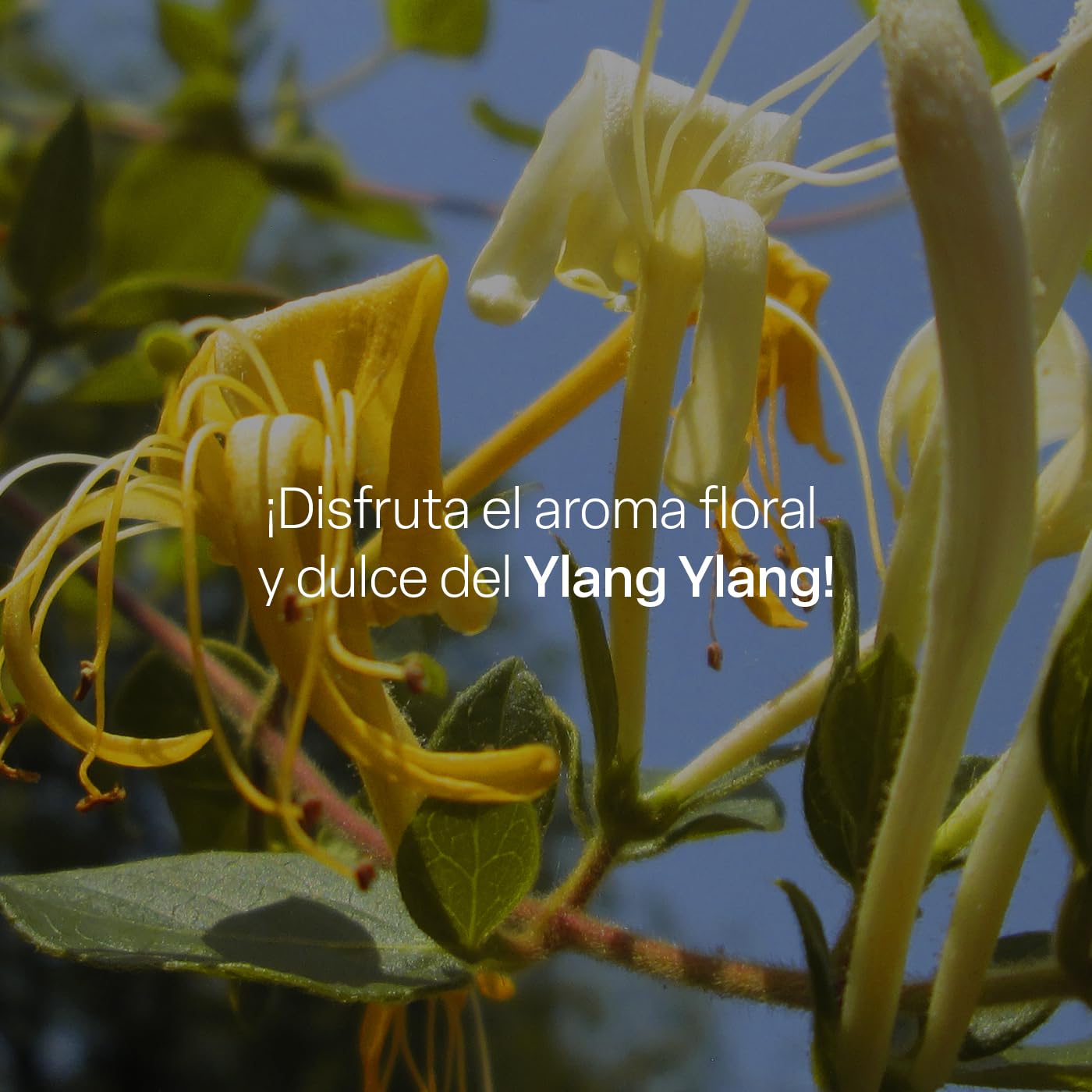 Bálsamo Labial TEIA COSMETICOS Ingredientes Naturales Humectante y Reparador