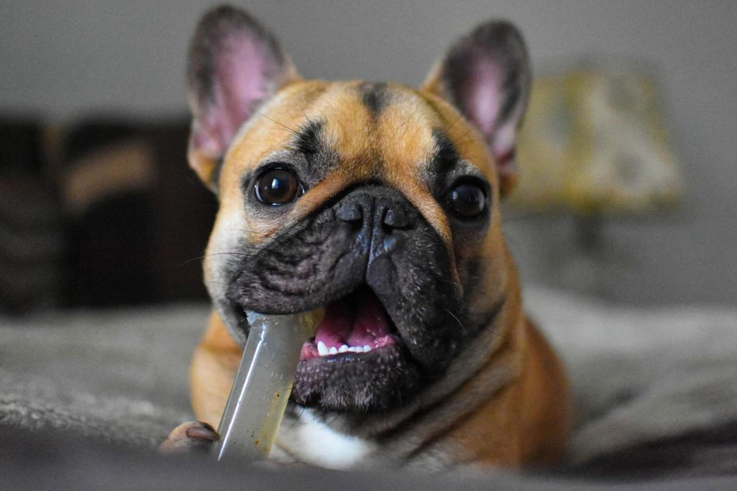 Juguetes para Perros Nylabone FlexiChew Bacon, Peanut Butter y Beef X-Small/Petite