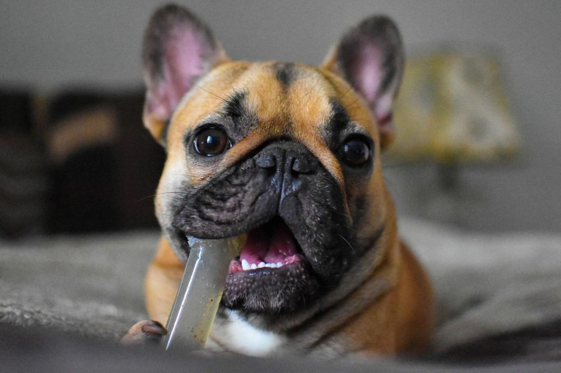 Juguetes para Perros Nylabone FlexiChew Bacon, Peanut Butter y Beef X-Small/Petite