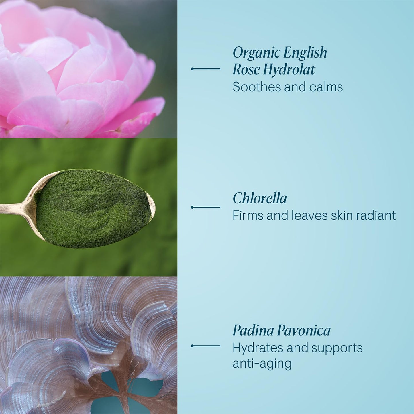 Pro-Collagen Rose Marine Cream by Elemis for Women - 1.7 oz Cream