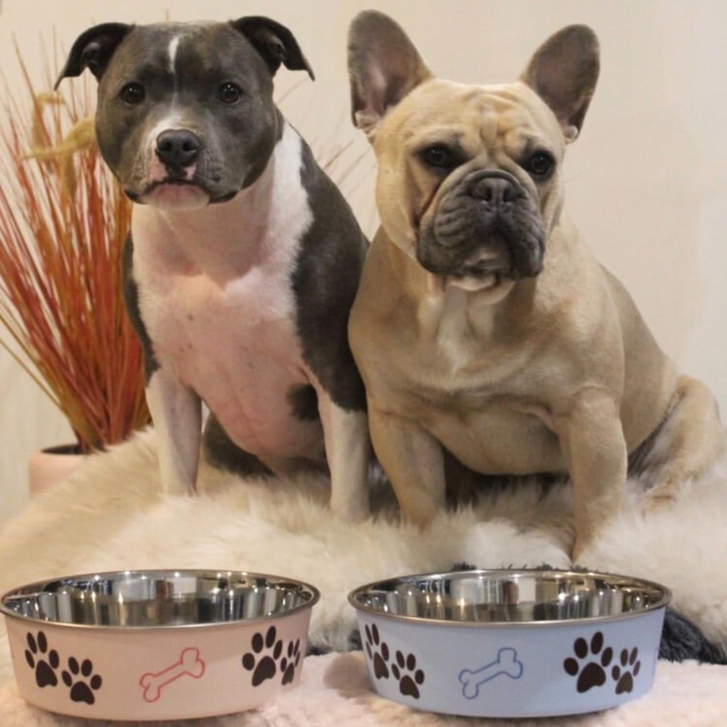 Loving Pets Bella - tazón, Paparazzi Pink, Mediano