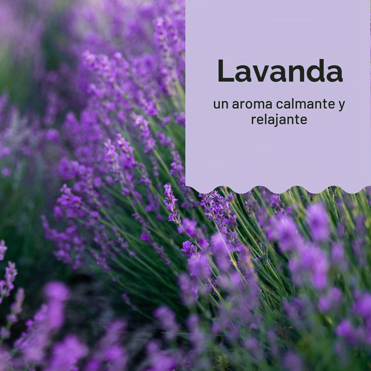 Honest Shampoo & Body Wash, Ultra Calming Dreamy Lavender, 10 Ounce