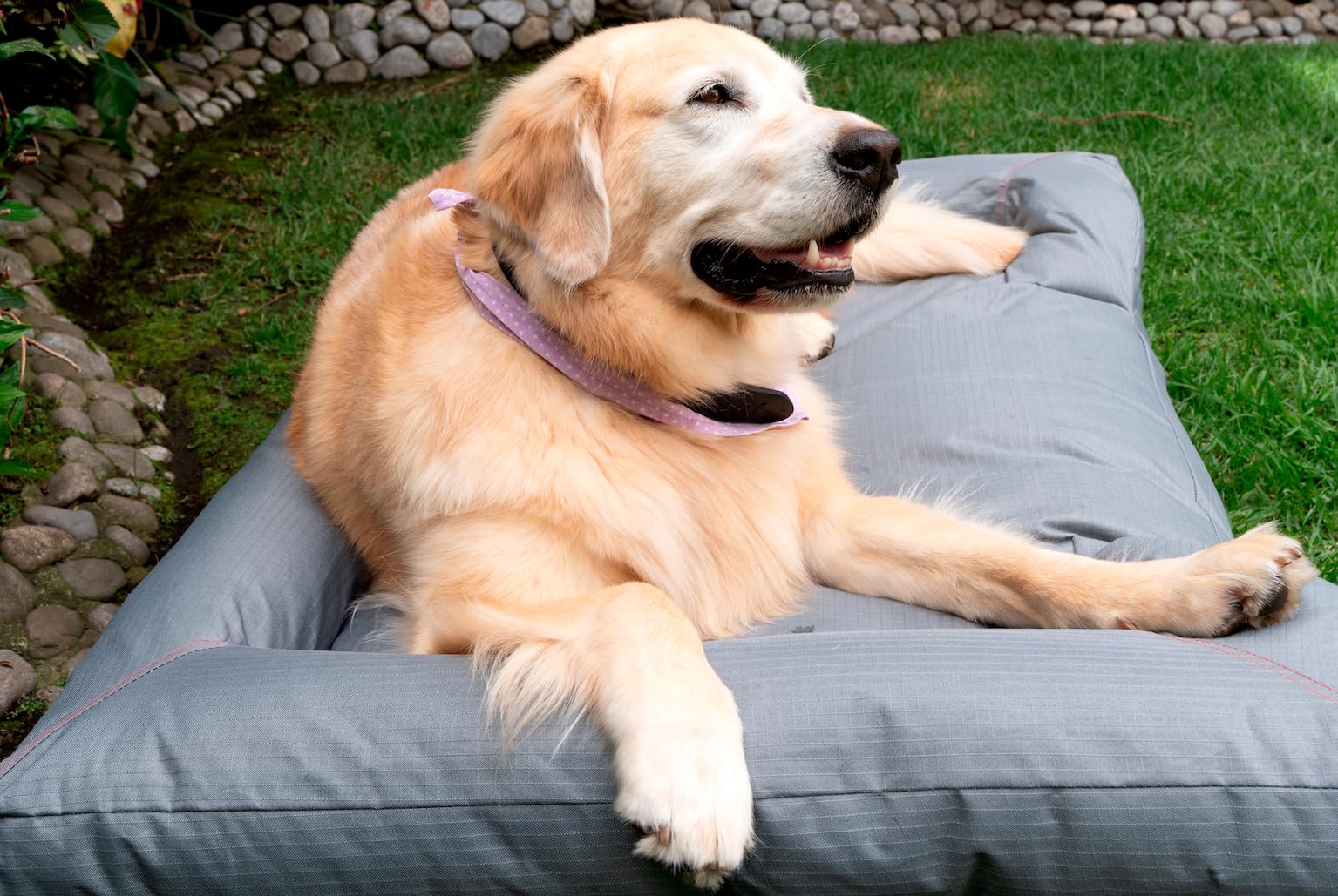 Cama Fresca para Perro grande para exterior, jardín o terraza. Cama para mascota refrescante, resistente, transpirable, impermeable. Funda extraíble con base antiderrapante. (GRIS, EXTRA GRANDE)