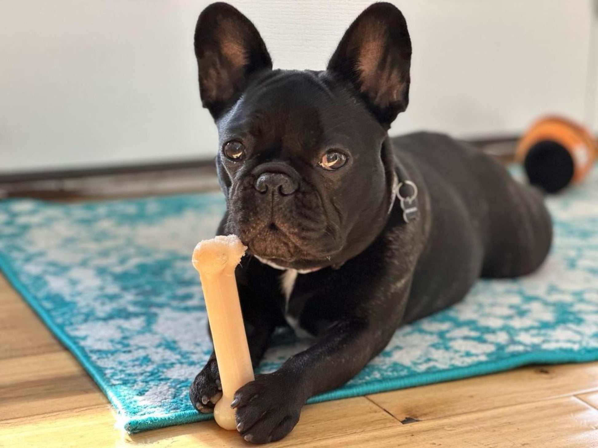 Juguete Masticable Nylabone Dura Chew Sabor Original para Perros Gigantes