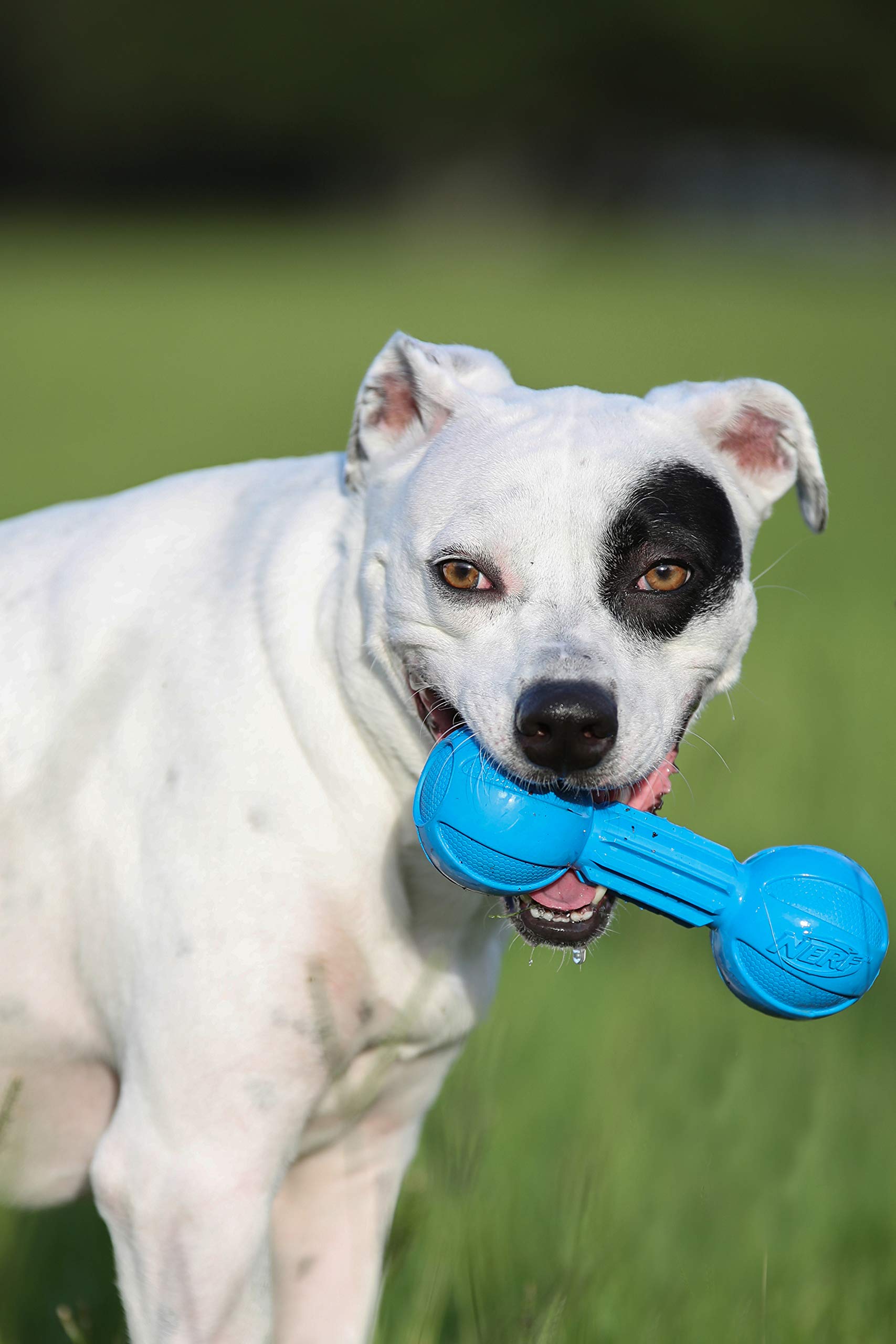 Juguete para Masticar Nerf Dog Azul Mediano