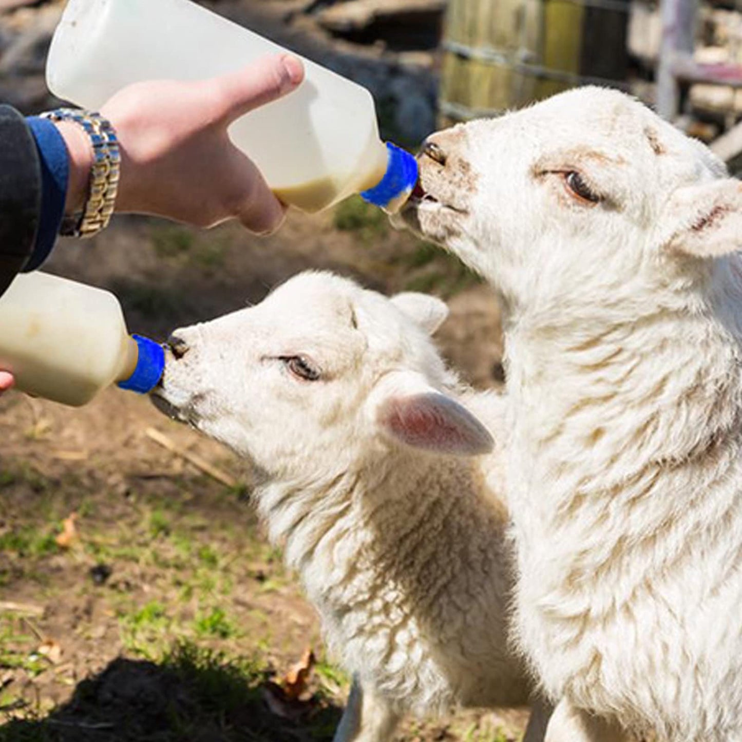 Abustle pig Tetina de cabra bebé, 20 piezas de alimentador de tetina de cordero de cabra, boquilla de goma suave para beber leche de cabra para amamantar corderos, cachorros (azul, 20 piezas)