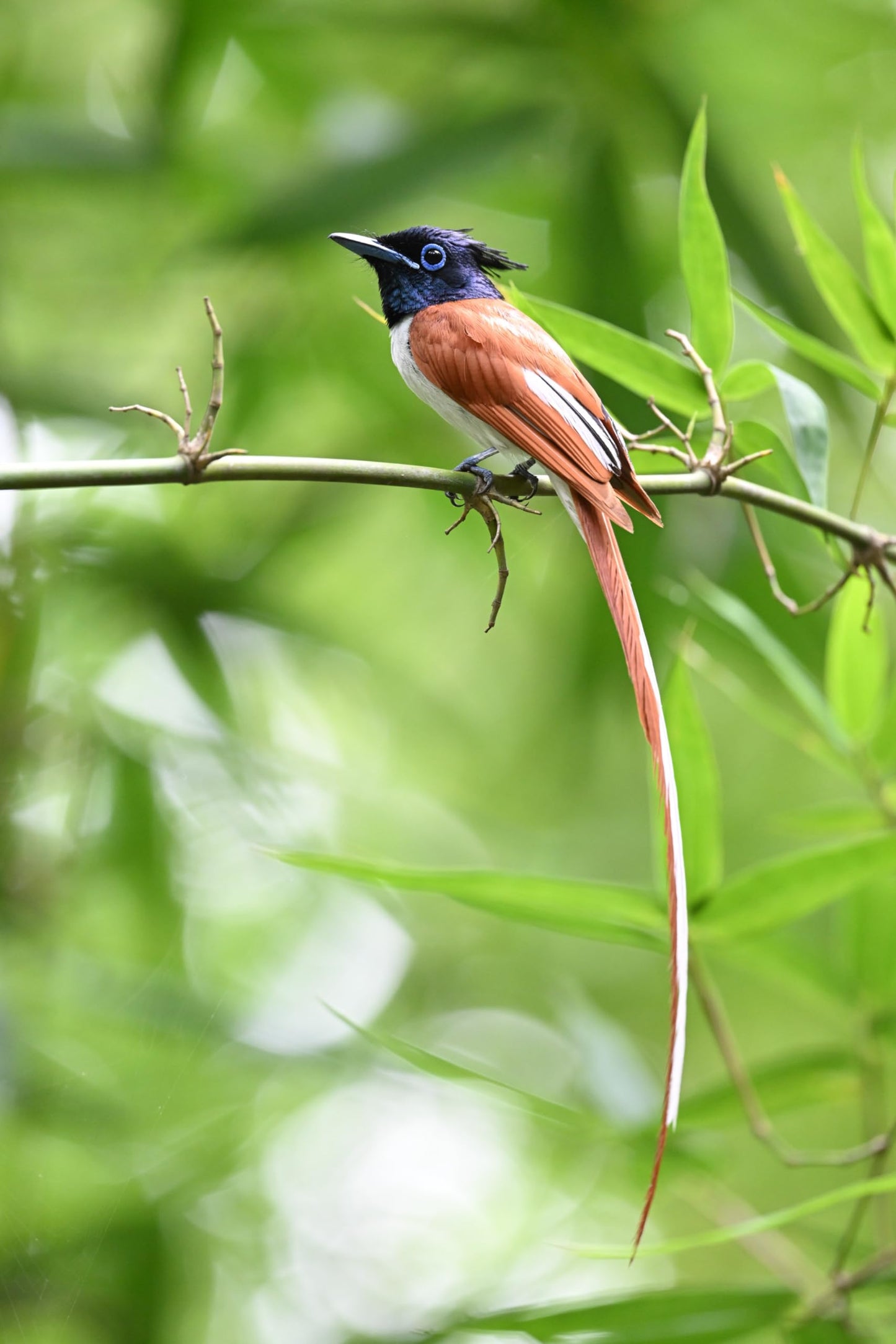 Lente Nikon Z 600mm f/6.3 VR S