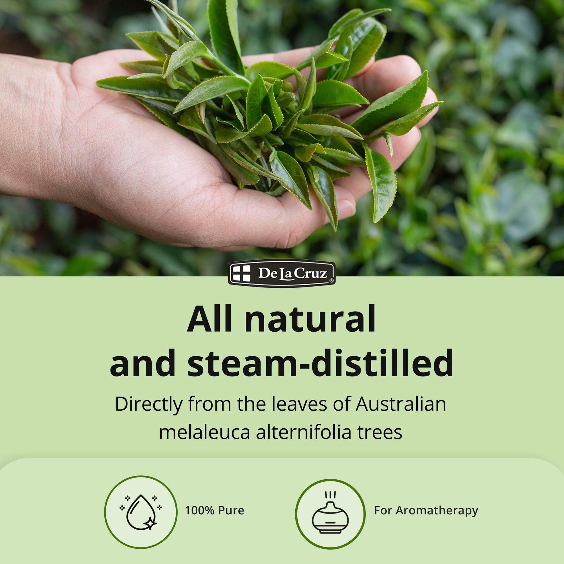 De La Cruz Australian Tea Tree Essential Oil, 100% Pure, Steam-Distilled, Bottled in USA 1 FL. OZ.