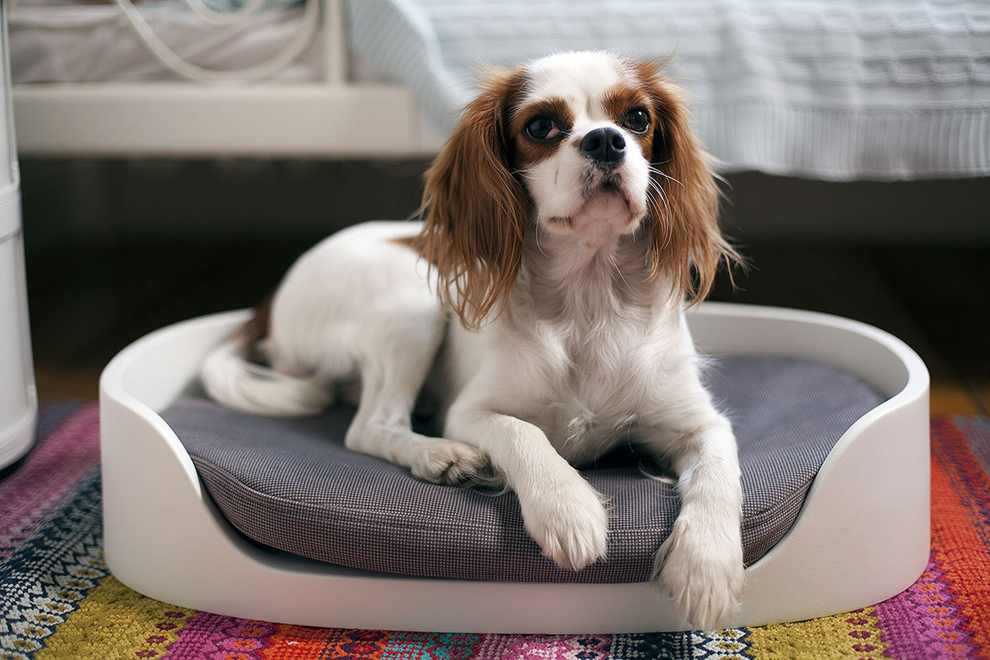Keter Cama Transportadora 3 en 1 para Perros y Gatos