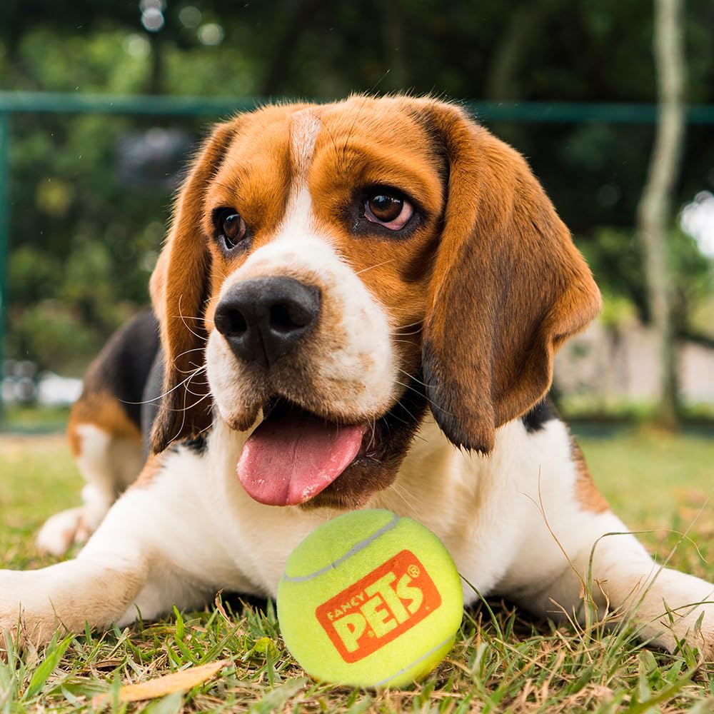 Juguete Pelota Fancy Pets Bicolor con Squeaker para Perro