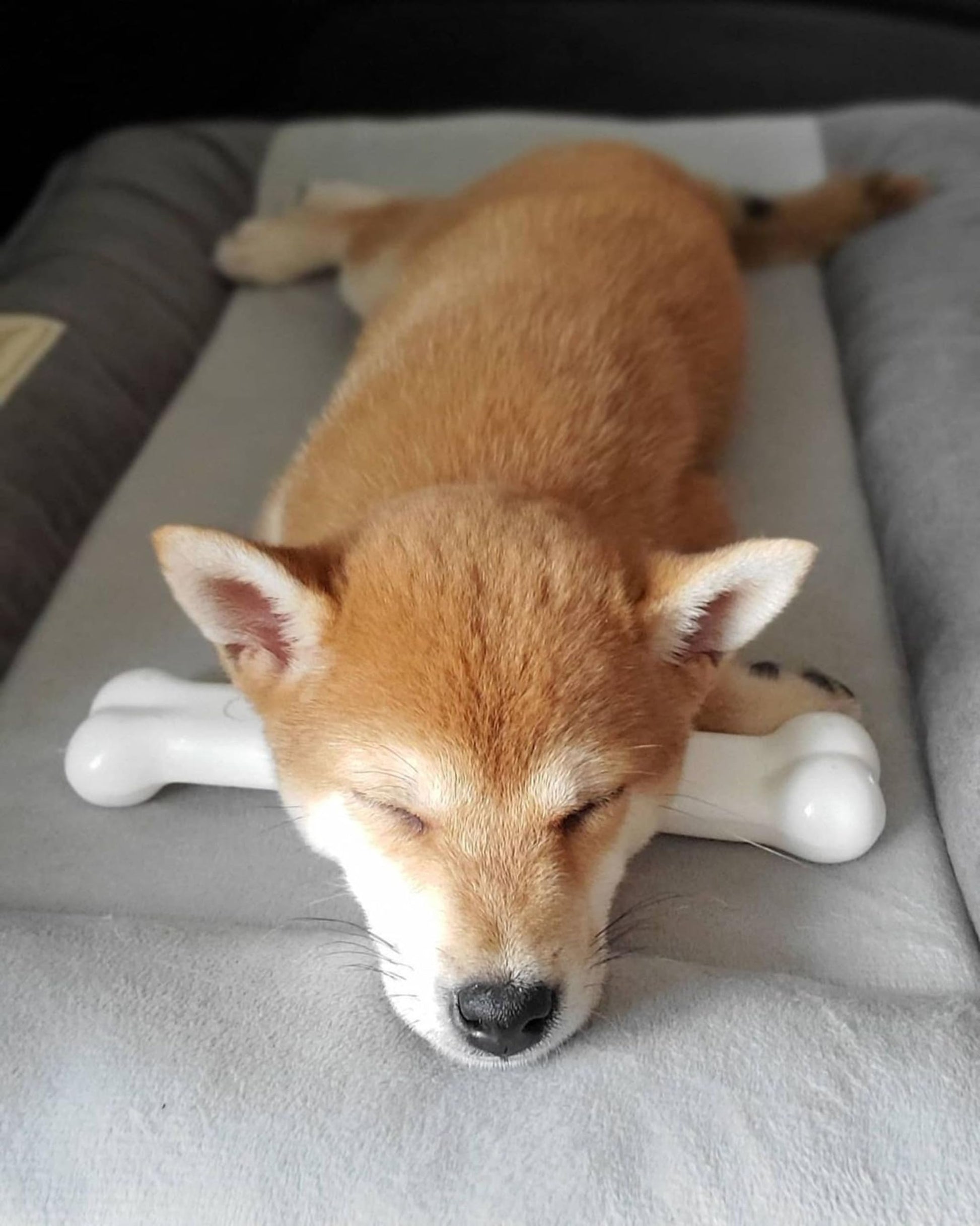 Juguete Masticable de Hueso Sabor Pollo Nylabone Dura Chew Gigante para Perro