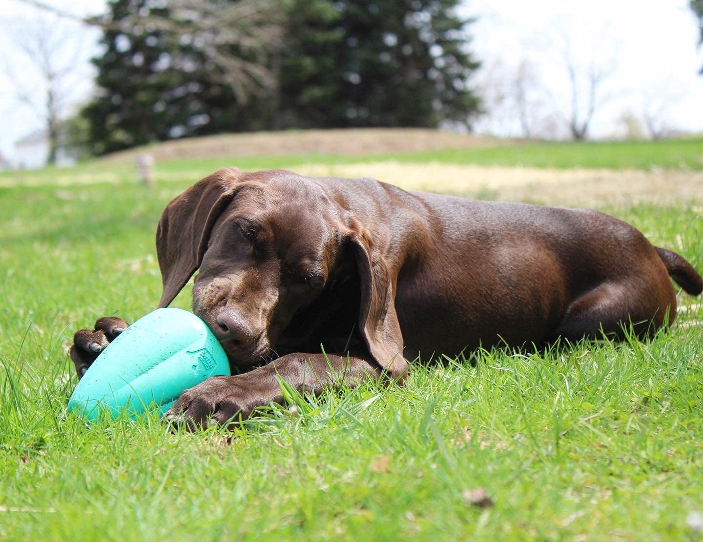 Chew King Juguete Premium para Perro, XL, Juguete de Goma Natural Extremadamente Duradero, Paquete de 2