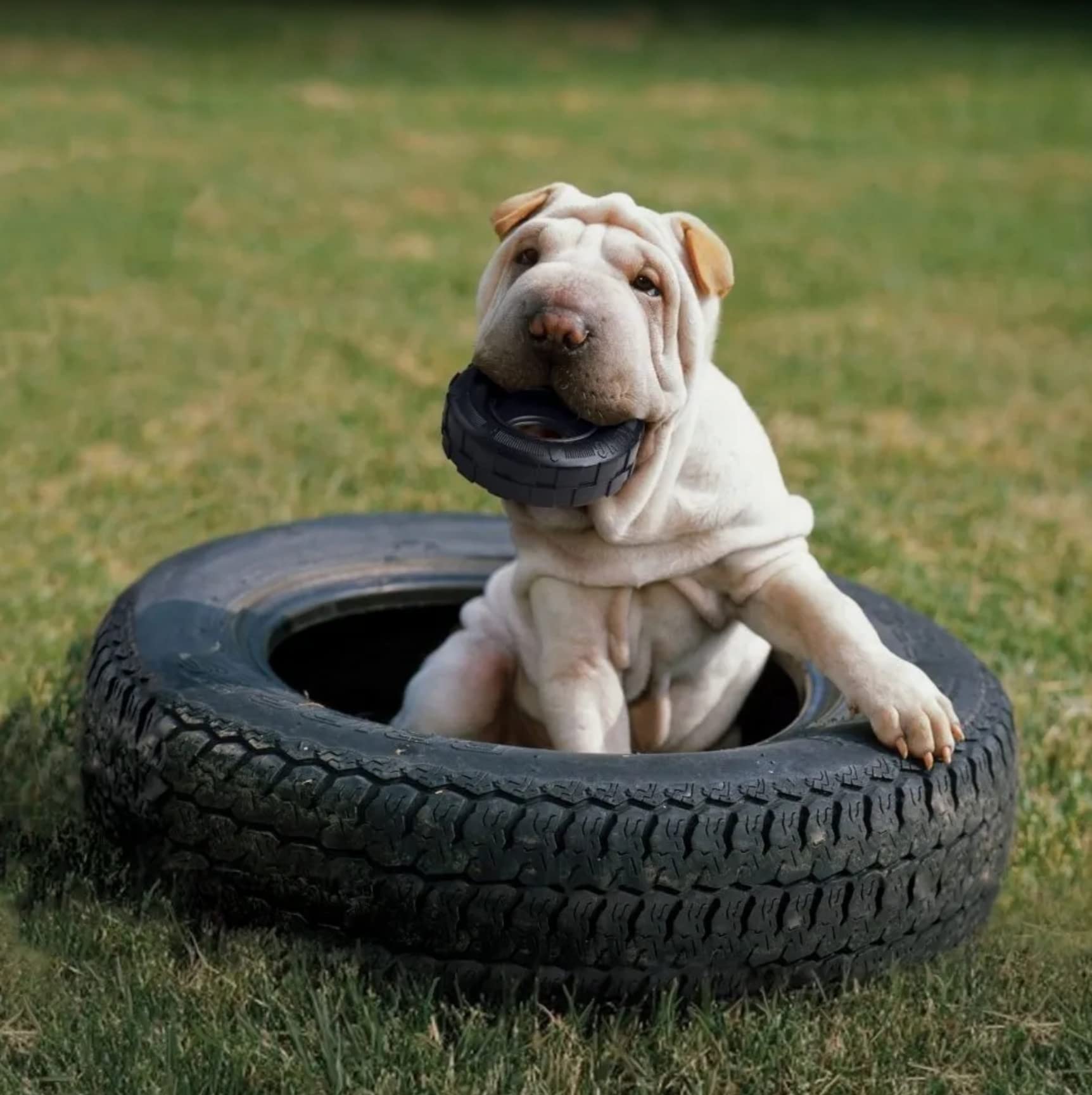 KONG Tires Extreme Dog Toy (1-Negro, 1-Mediano/Grande)