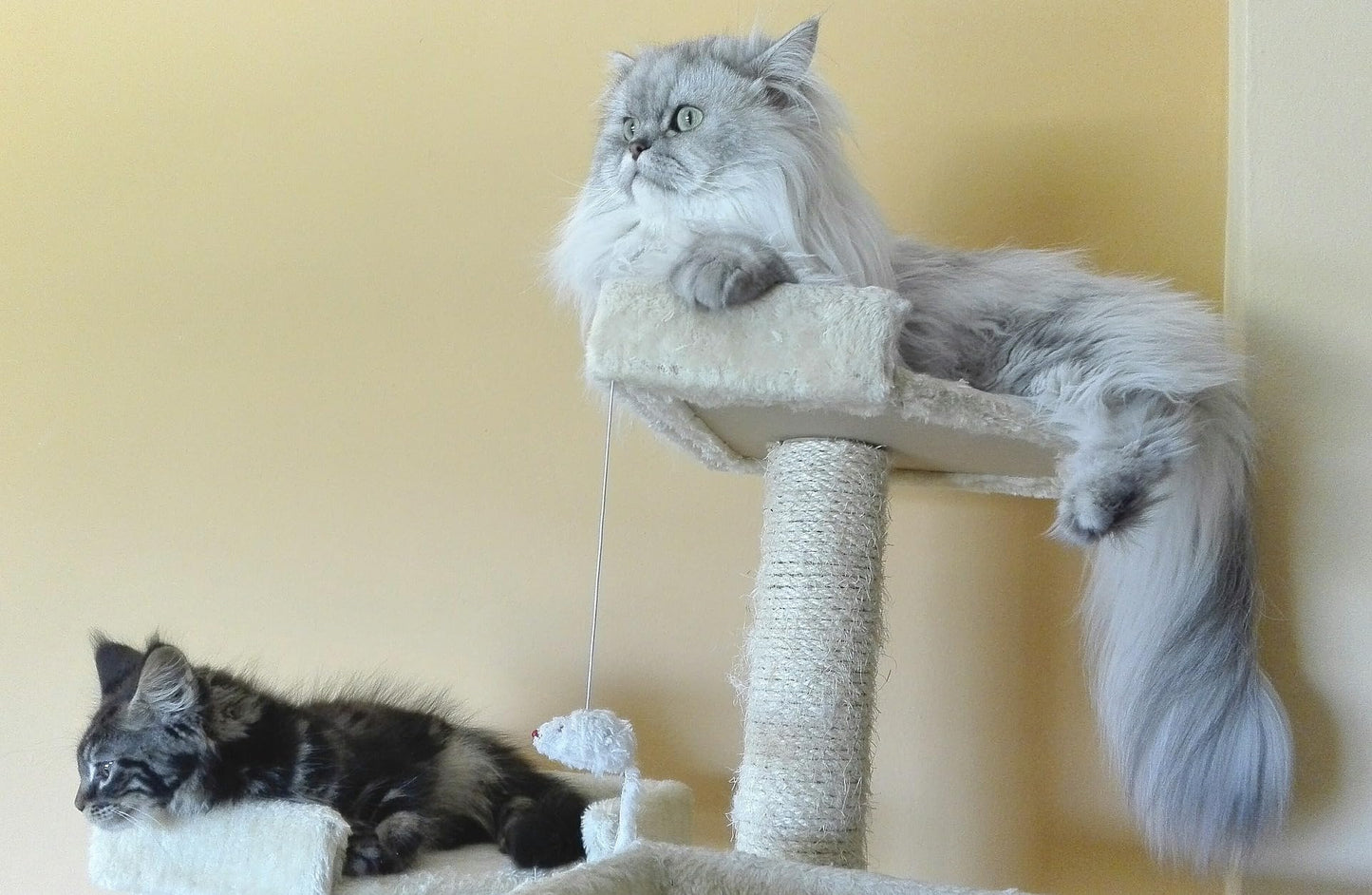 Cuerda de sisal para gato rascador de árbol de repuesto para reparación de recuperación o rascador de bricolaje (Natur, 4 mm, 50 pies)
