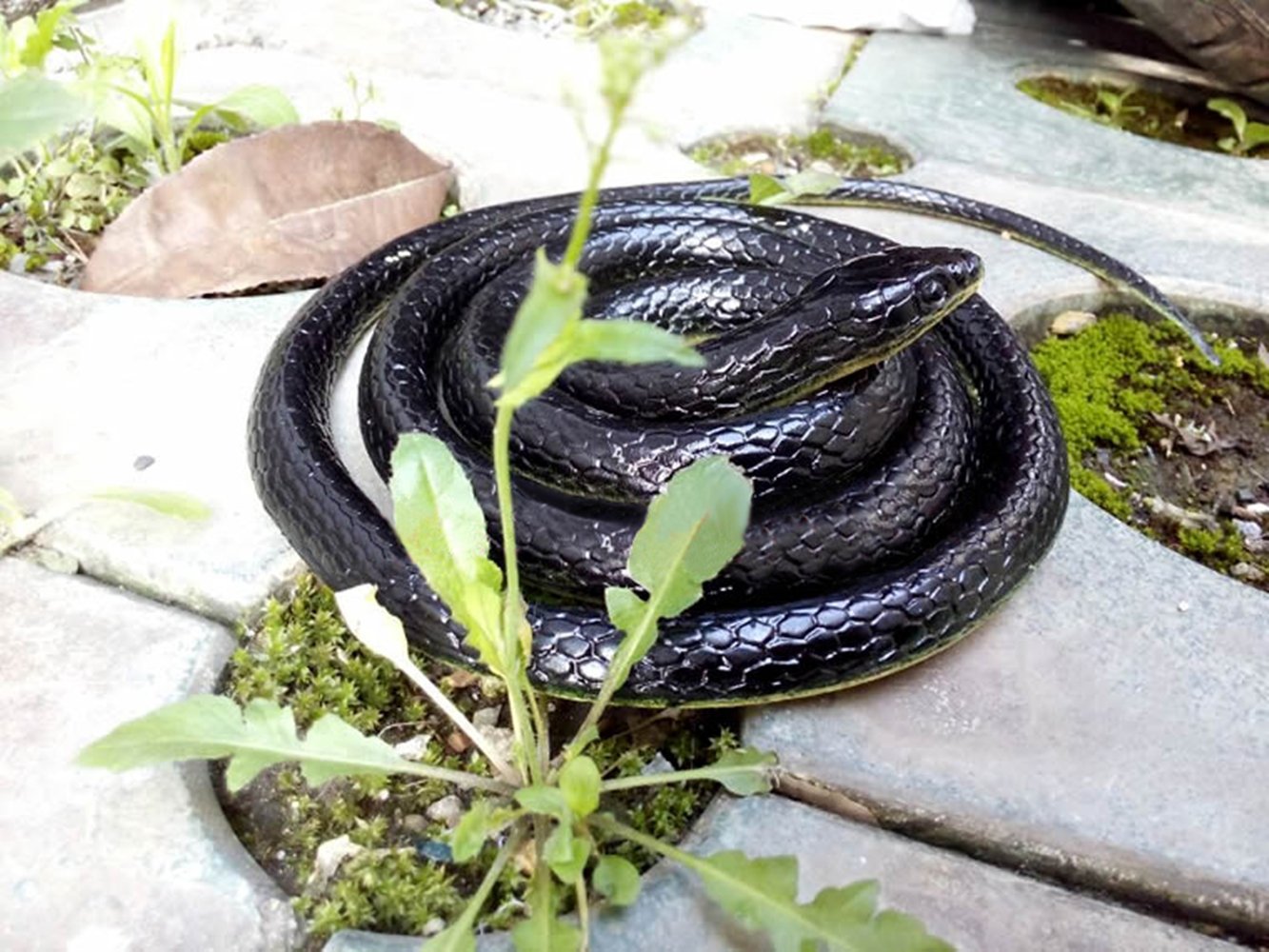 Brandon-super Realistic Rubber Black Snake 52 Inch Long Scare Toy