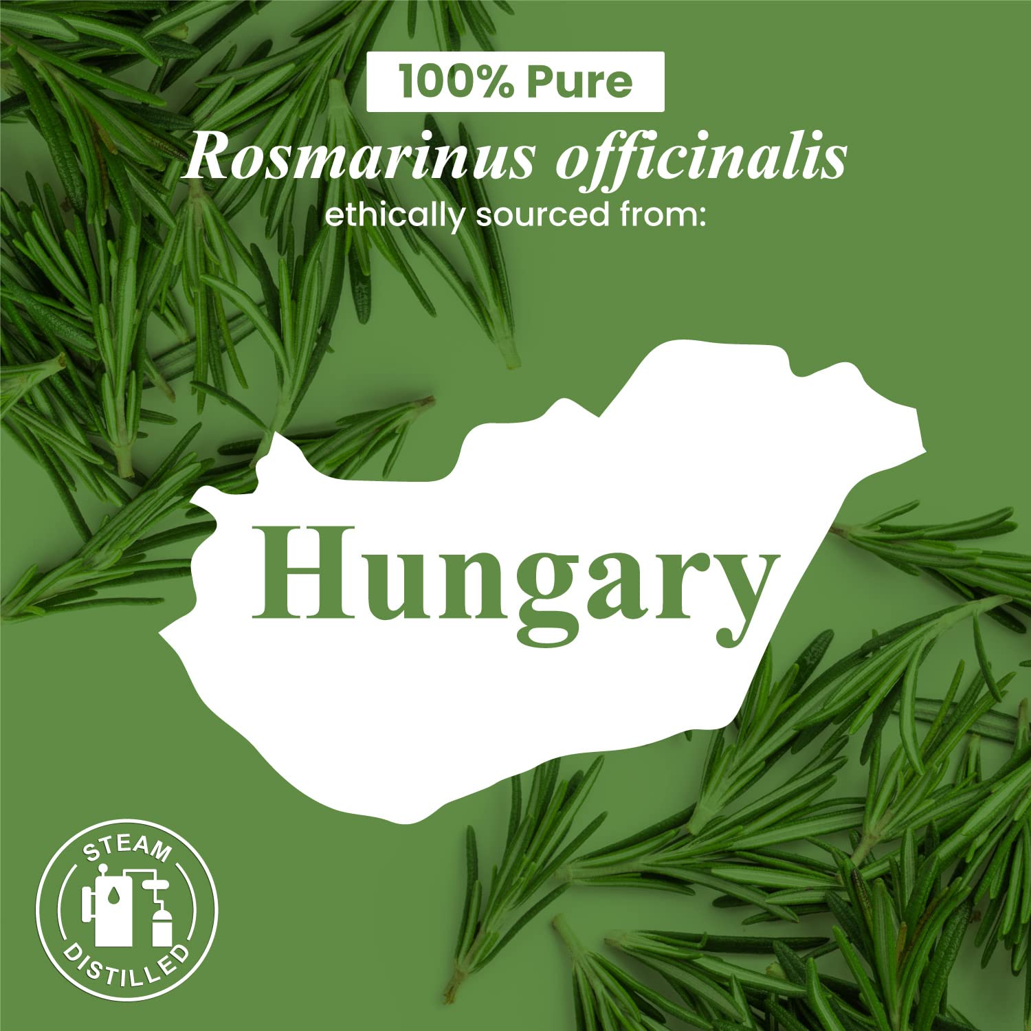 Handcraft Blends Handcraft Rosemary Essential Oil - Huge 4 OZ - 100% Pure & Natural â€“ Premium Therapeutic Grade with Premium Glass Dropper