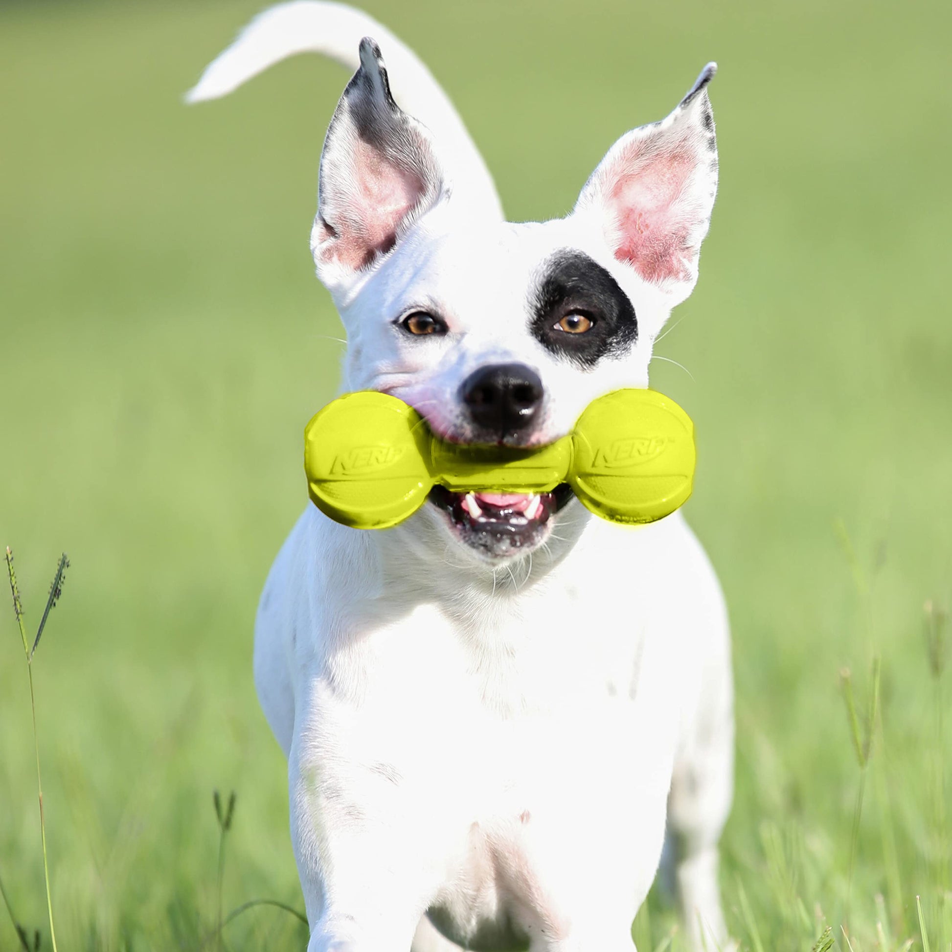 Juguete para Morder en Forma de Mancuerna Nerf Dog Verde Mediano