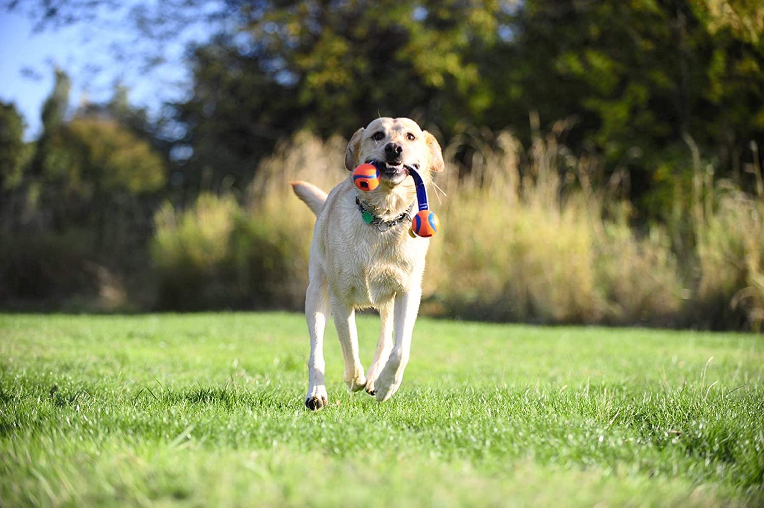Chuckit! Ultra Duo Dog Tug Toy, Medium