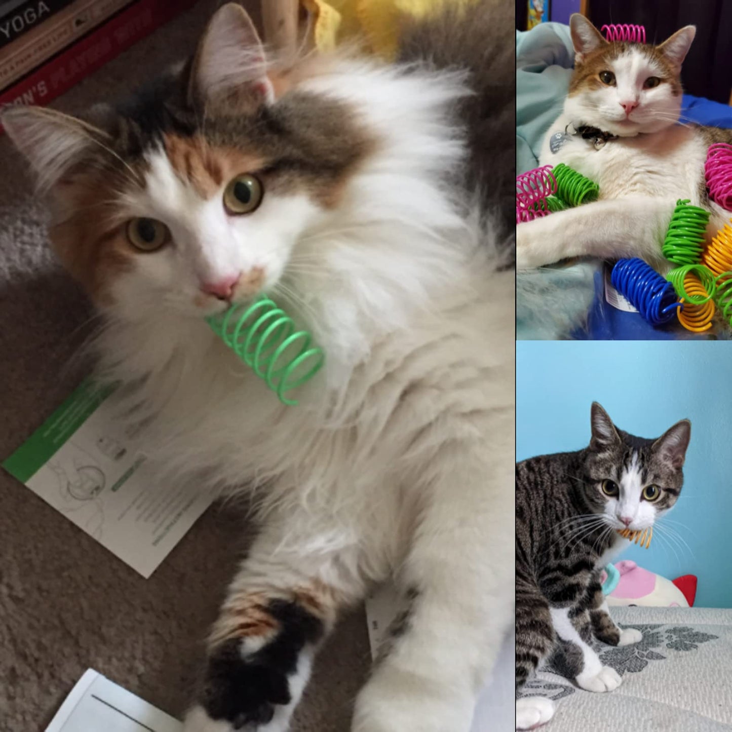 ISMARTEN - Muelles de plástico para gato, diseño de espiral, para gato, gato, mascotas, 60 unidades (color al azar)