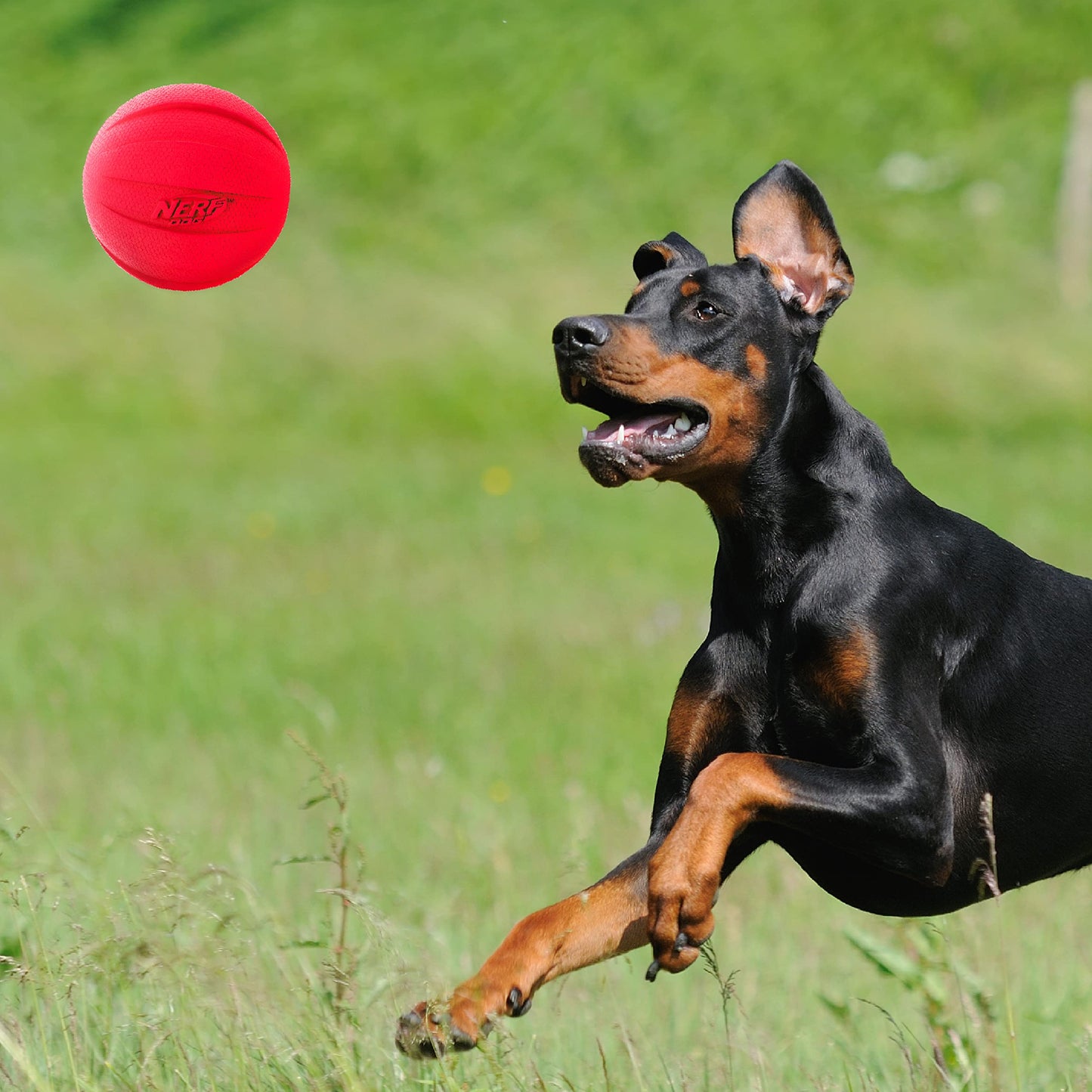 Pelota Squeak Nerf Dog Grande Verde y Rojo paquete de 2