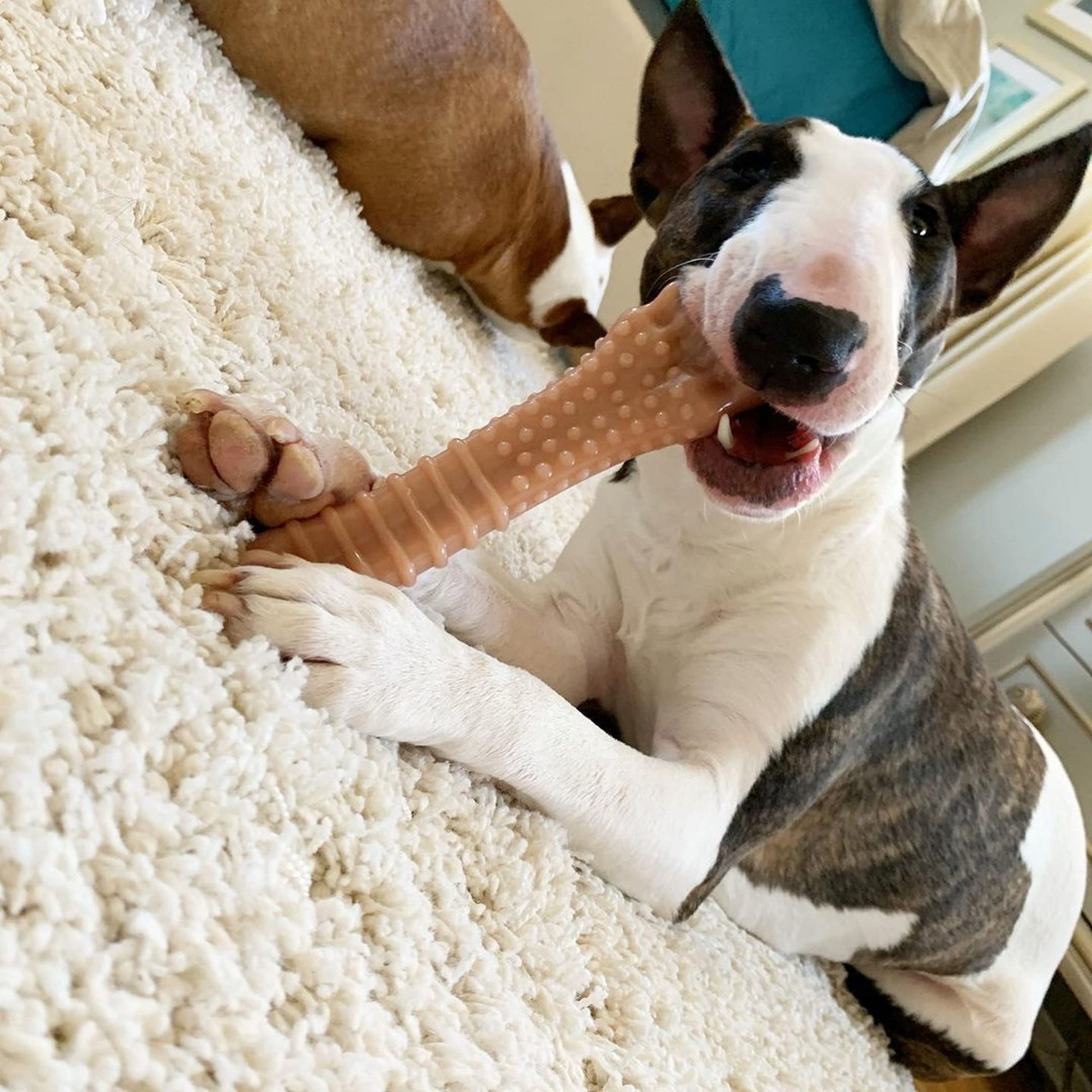 Masticador de Perro Nylabone Marrón con Textura Extragrande