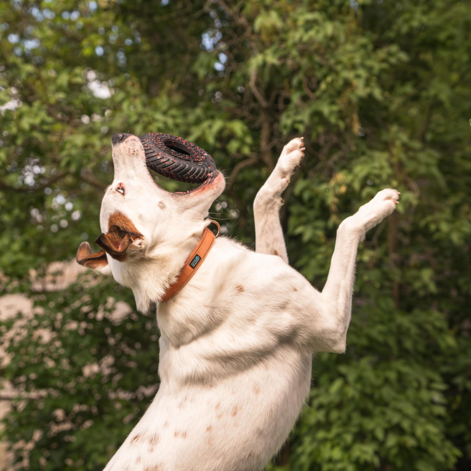 Chew King Supreme - Colección de Juguetes para Perros, Anillo Supremo Mediano